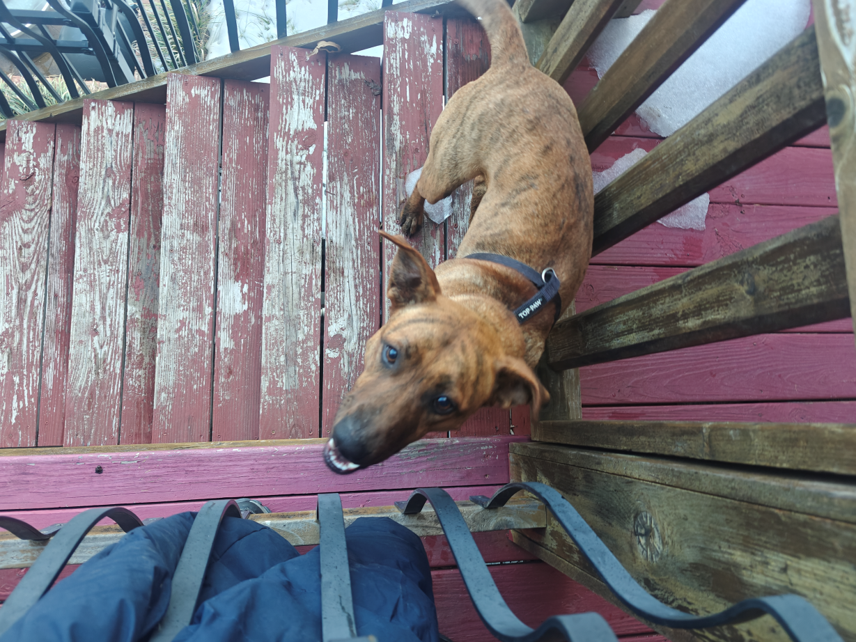 Friendly Found Dog in Hot Spri...