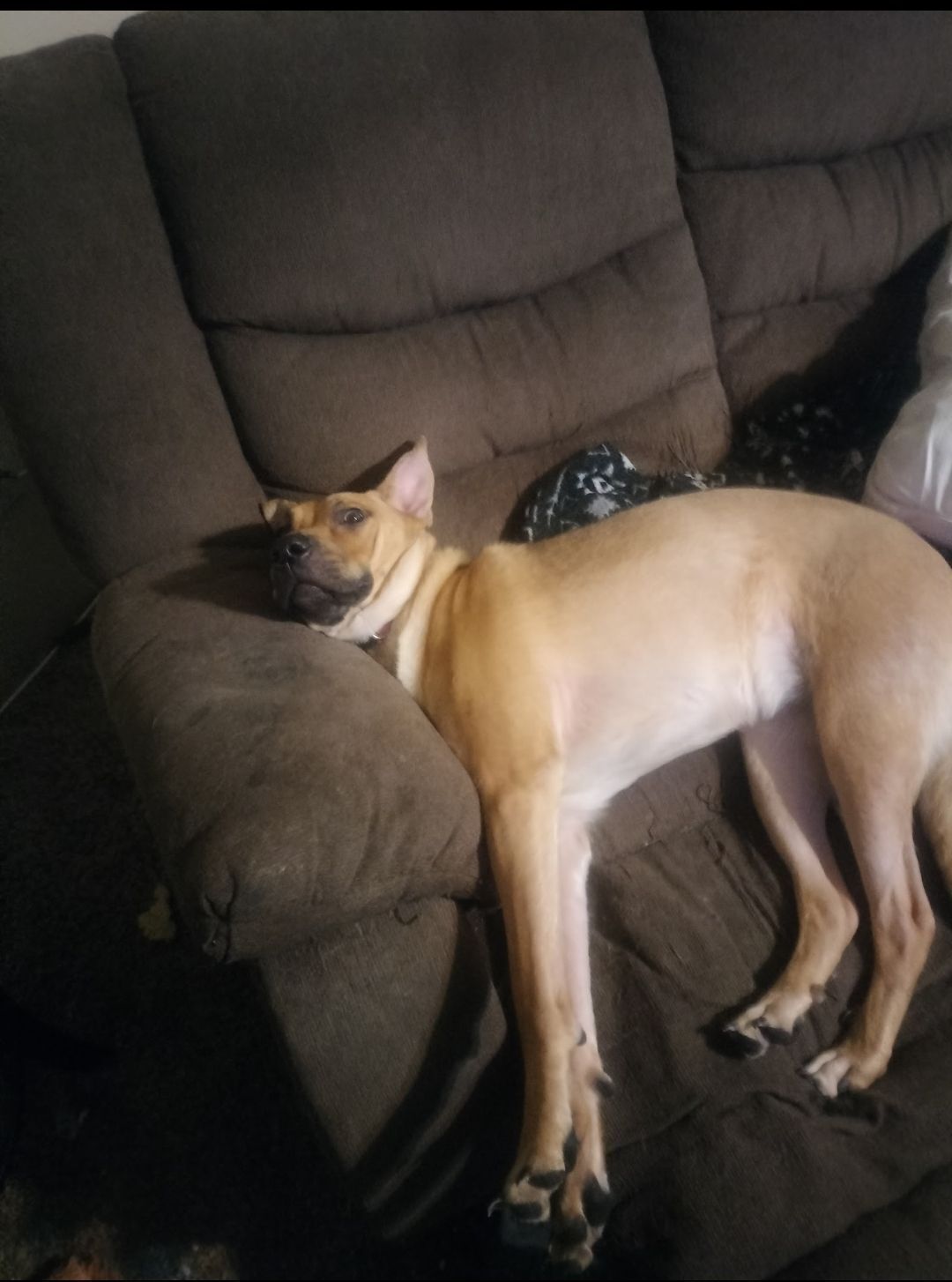 Lost Belgian Malinois: China in El Paso