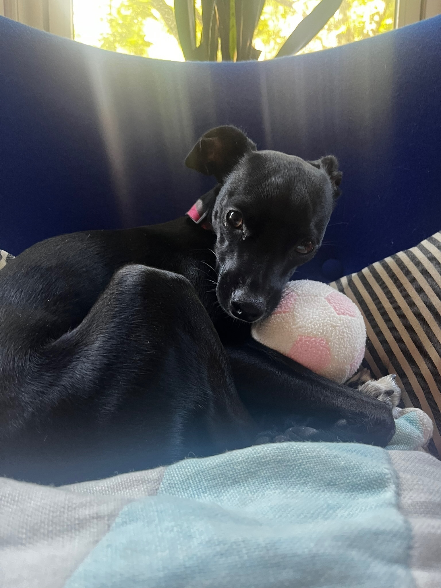 Lost: Tiny Black Chihuahua on Osborn St