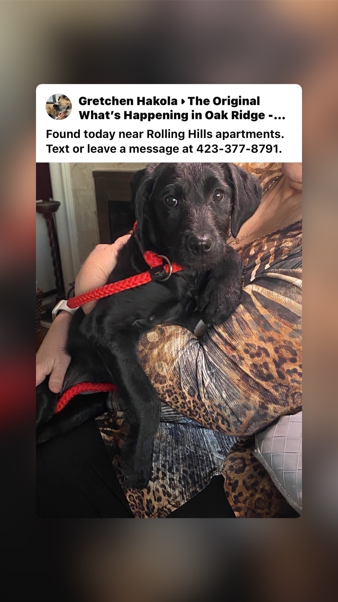 Found: Black Puppy on Virginia...