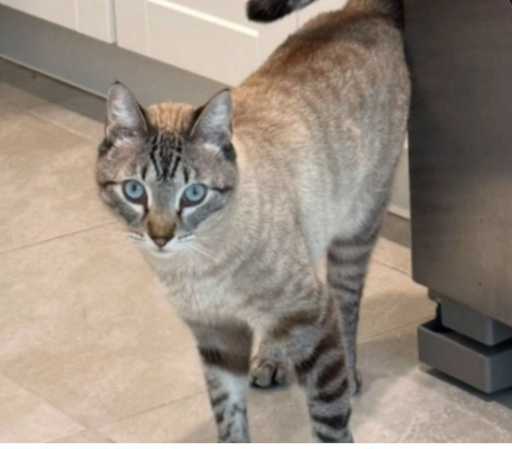 Lost Lynx Pointe Cat: Southwin...