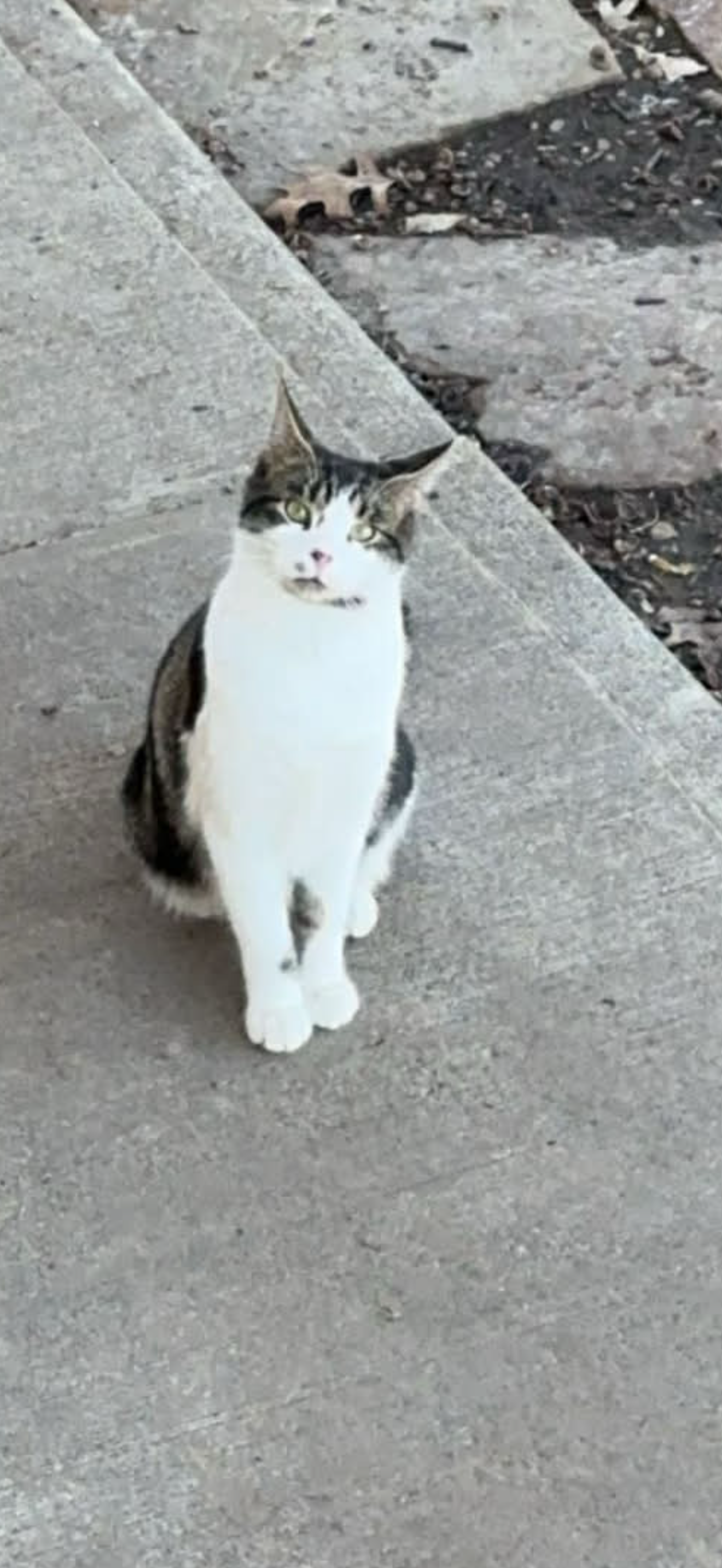 Help Find Our Missing Cat in Kansas City!