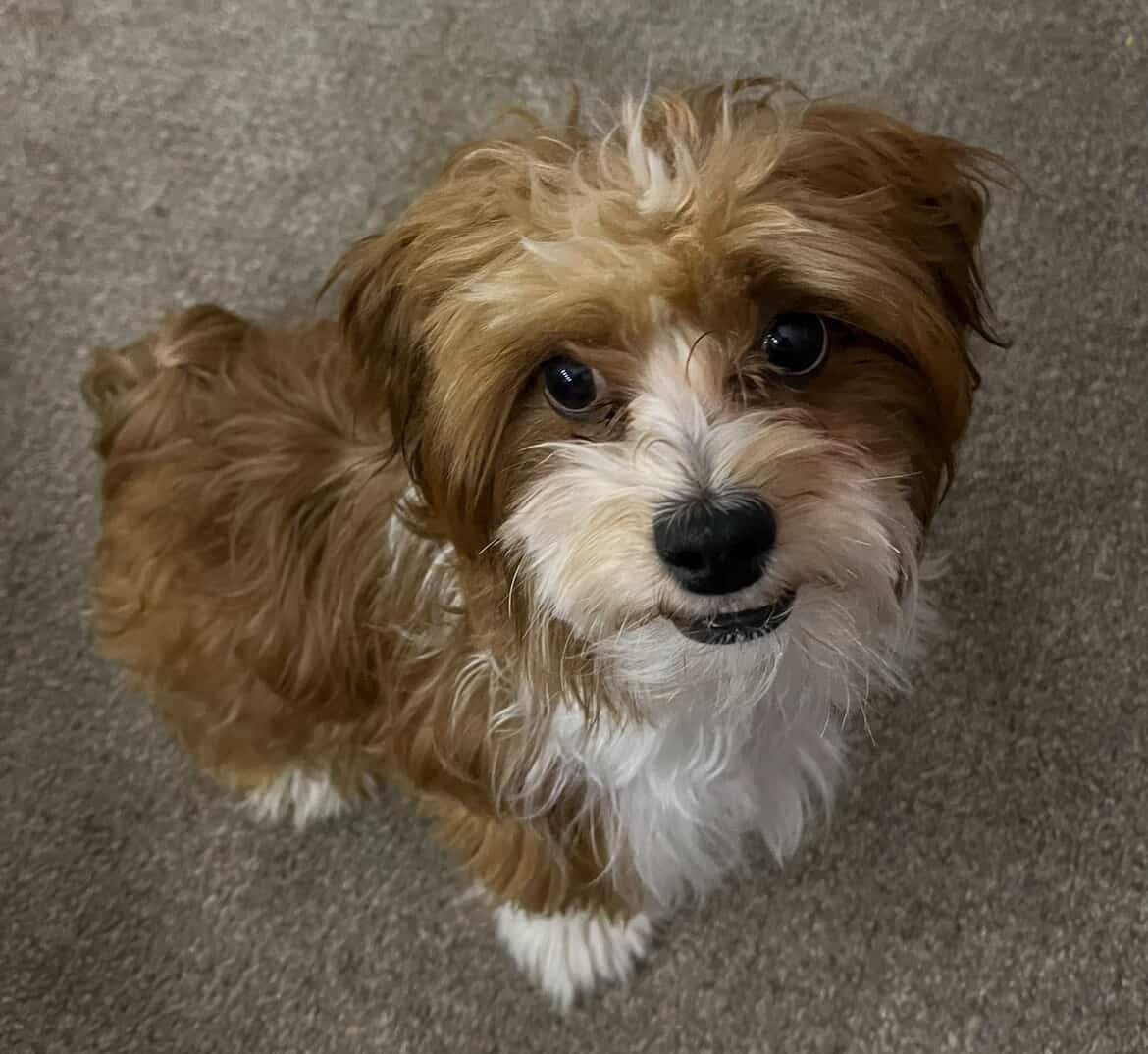 Lost Fluffy Dog on Ringgold Road, 4340