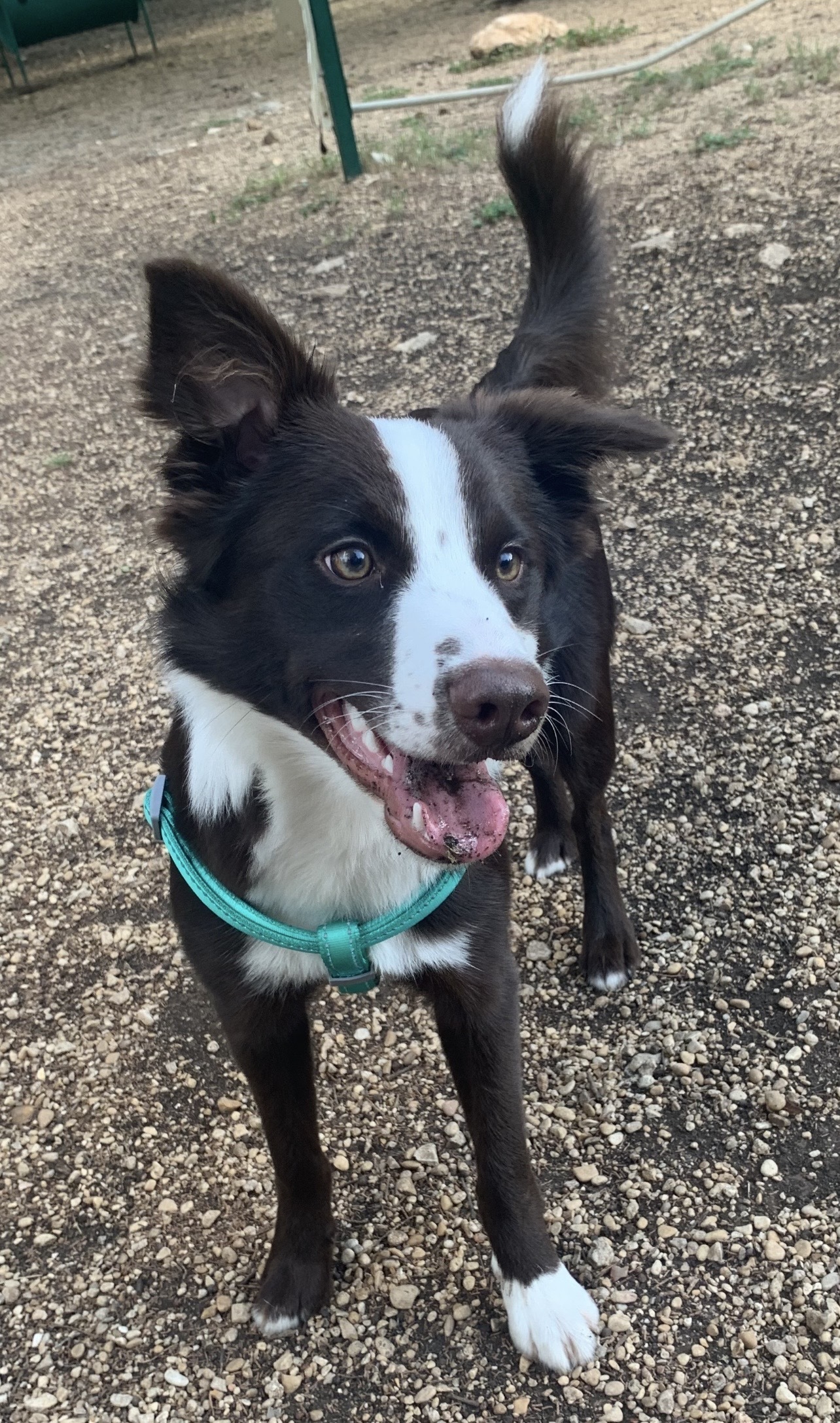 Lost Border Collie: San Antonio Area