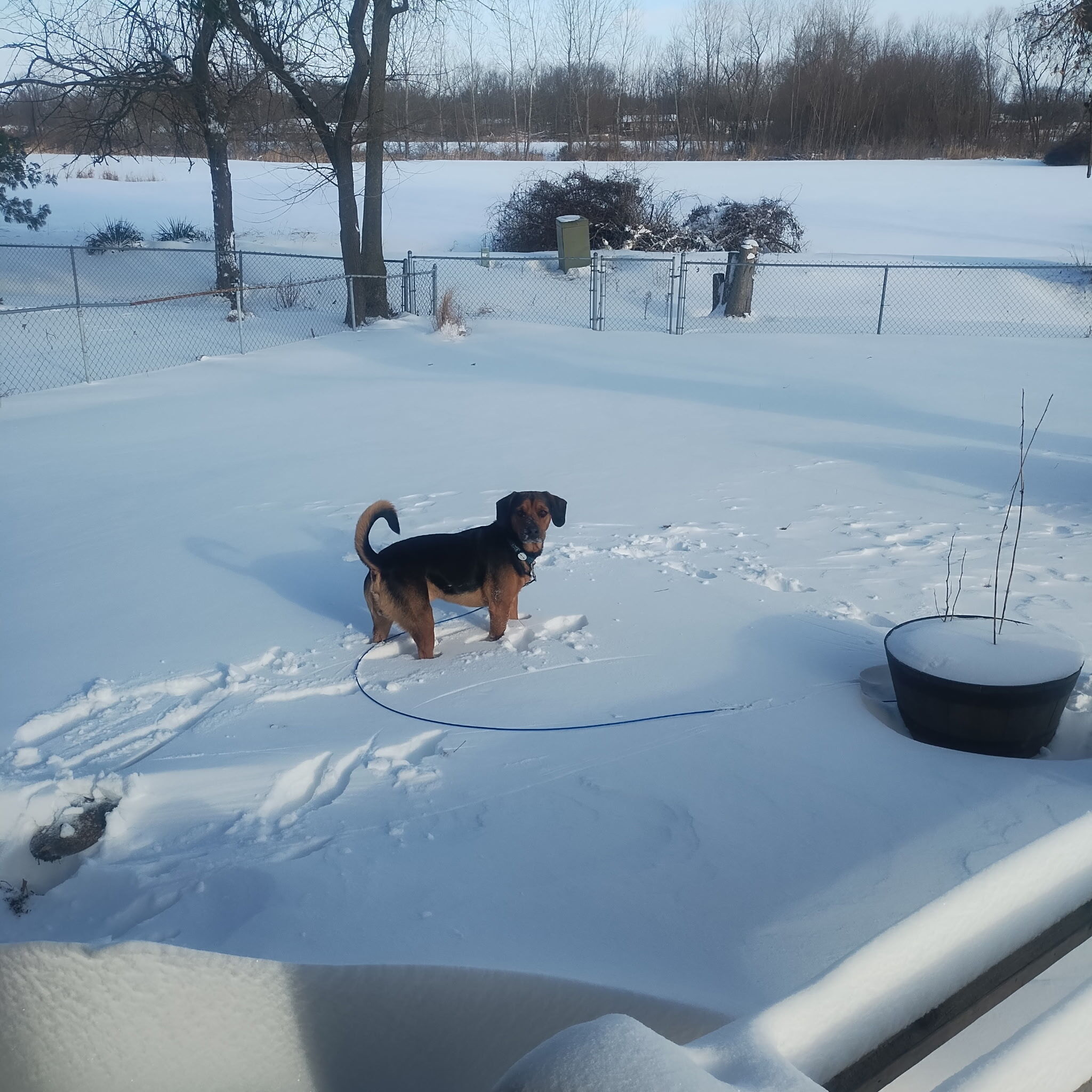 Lost Dog: Black/Brown, Blue Collar, Belleville