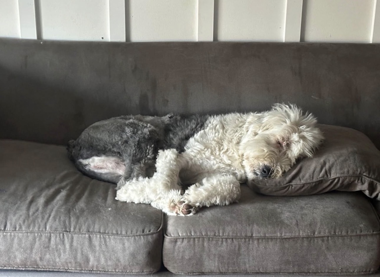 Missing Sheepdog: Friendly, No Tail, Okemos