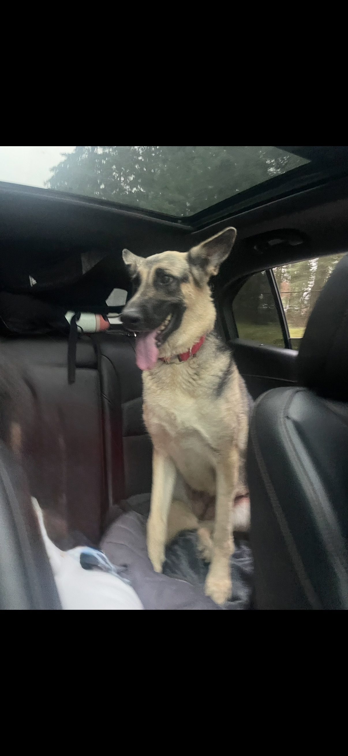 Lost Sweet Dog Near 176th & Canyon