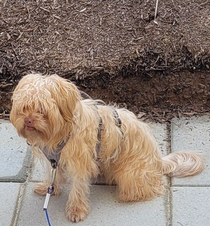 Lost Blonde Shorkie: Help Us Find Him!