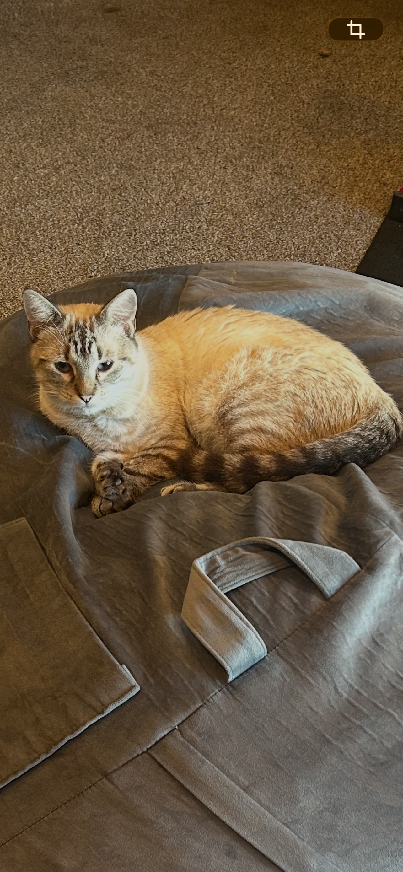 Lost Cream Cat: Cedar St, Hickman