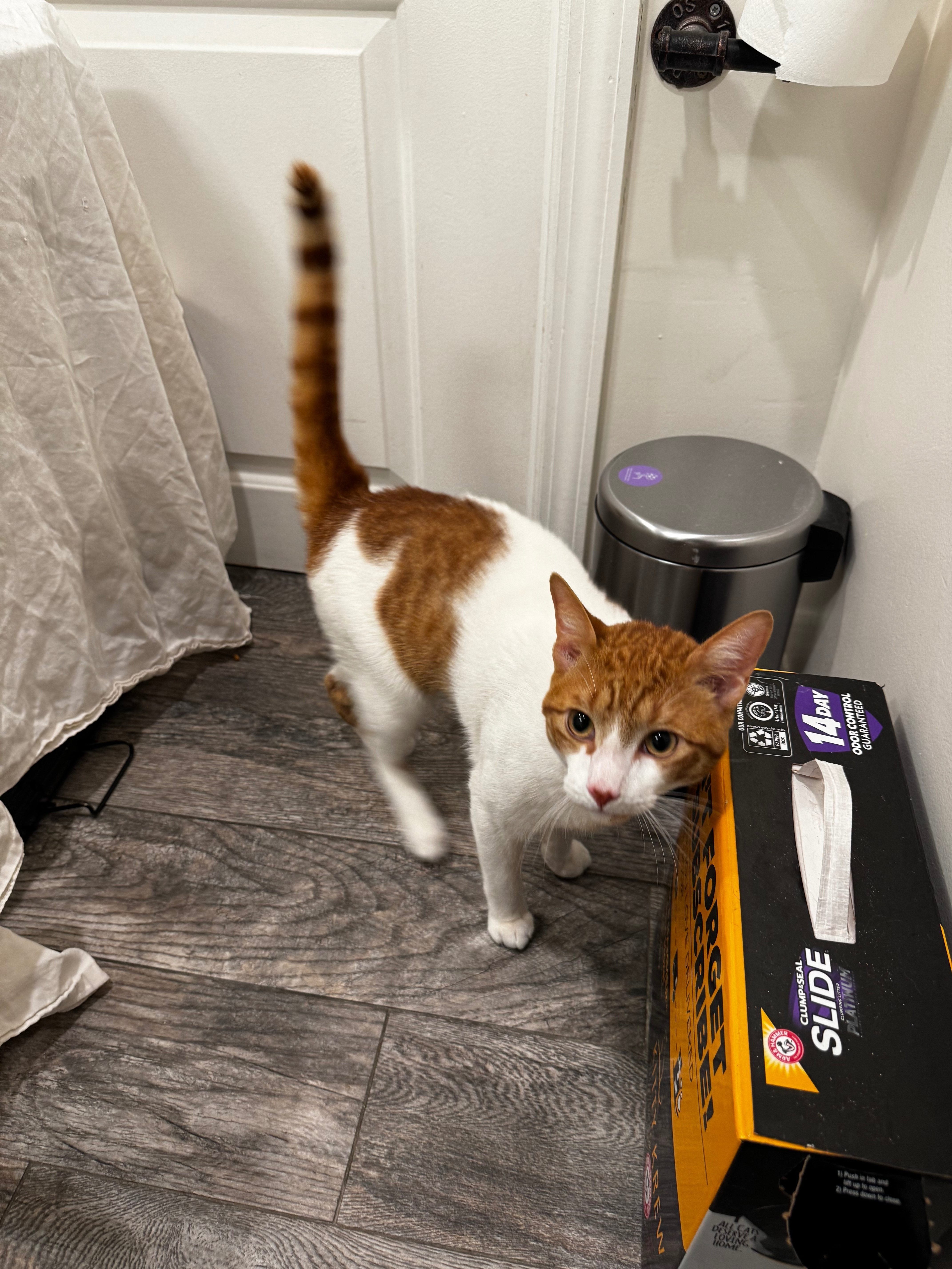 Friendly Young Cat Found on 98...