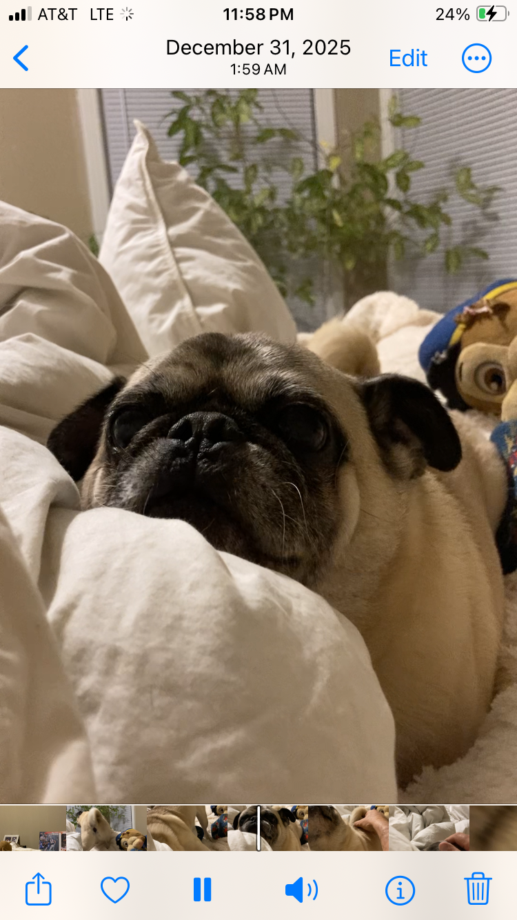 Lost Tan Dog: Friendly & Healthy, Irving