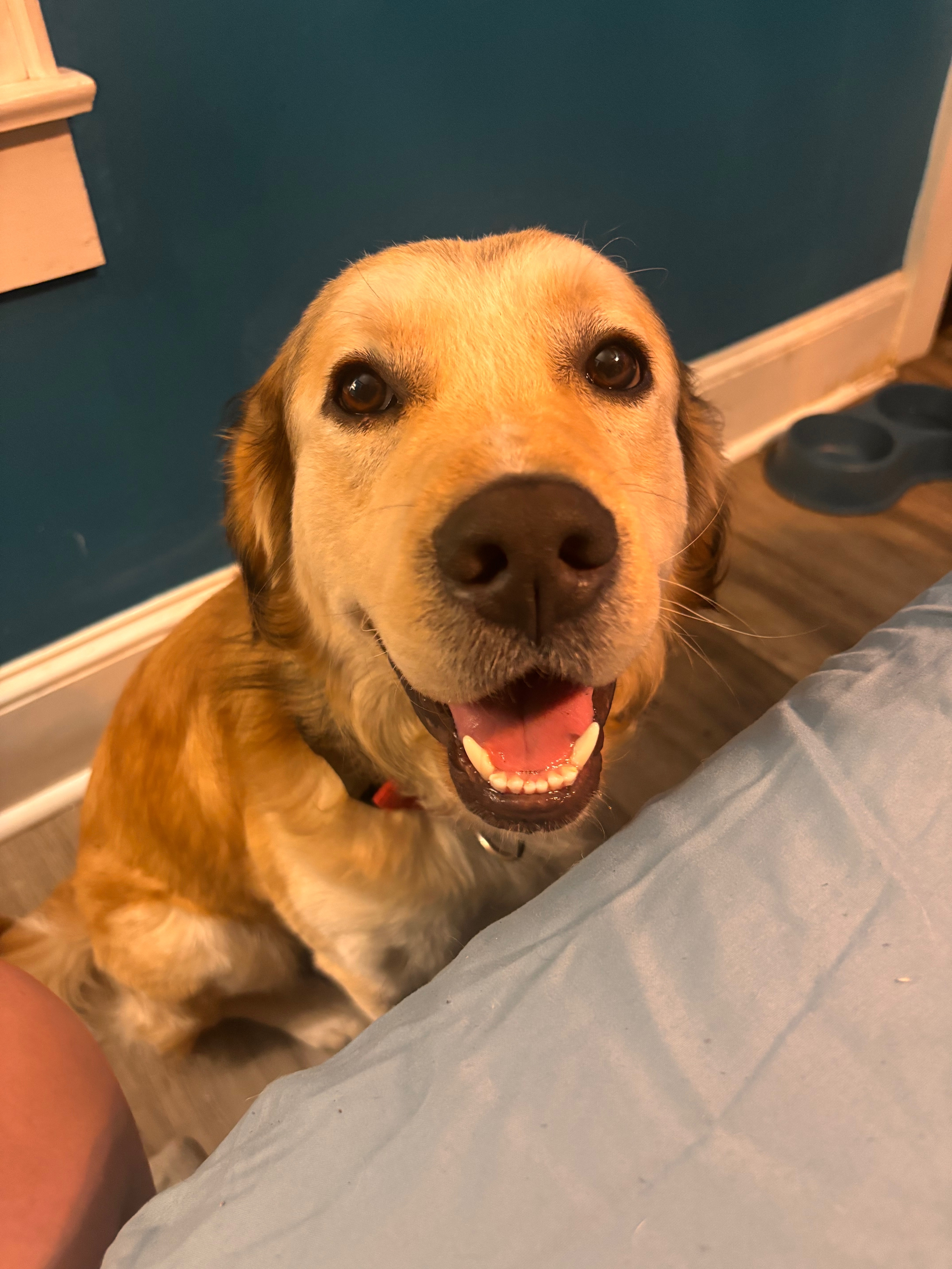 Lost Dog: Grimsey Missing in Salisbury