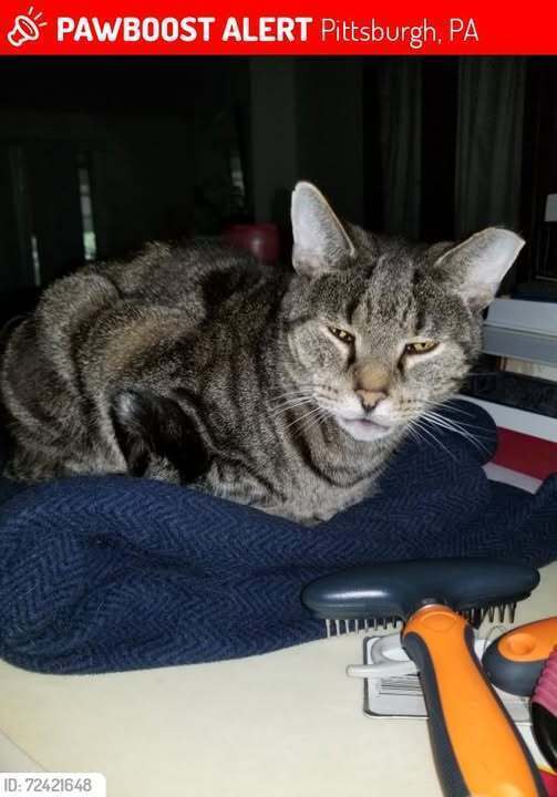 Lost Tabby Cat - Kennebec St, Pittsburgh