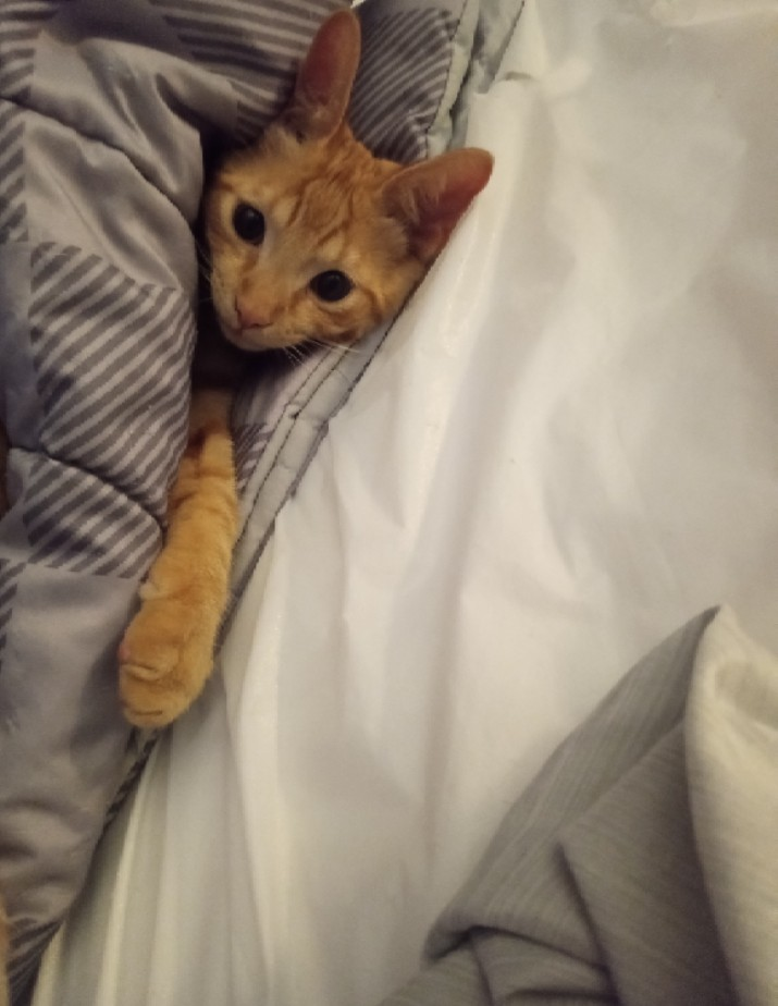 Help Find Rowdy: Missing Orange Tabby