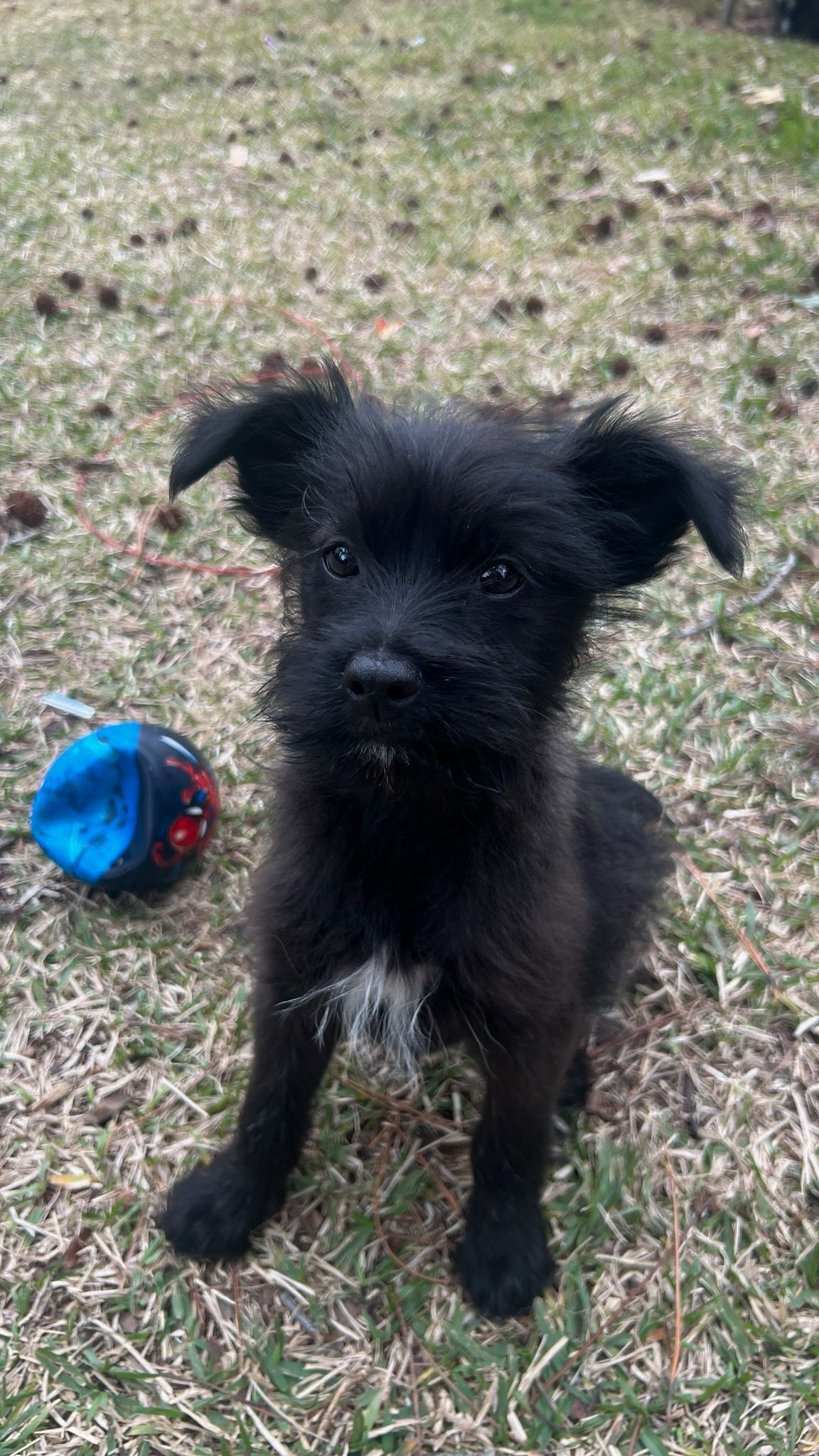 Missing dog, Savannah