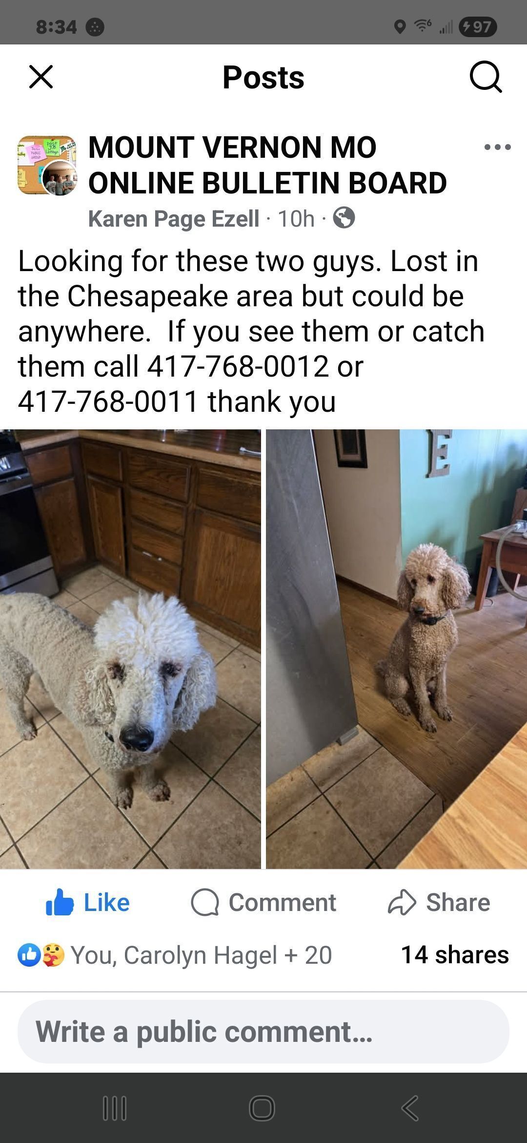 Lost Poodles: Cream & Apricot in Missouri