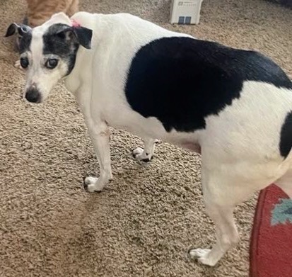 Blind Dog Missing: Black/White, No Tail