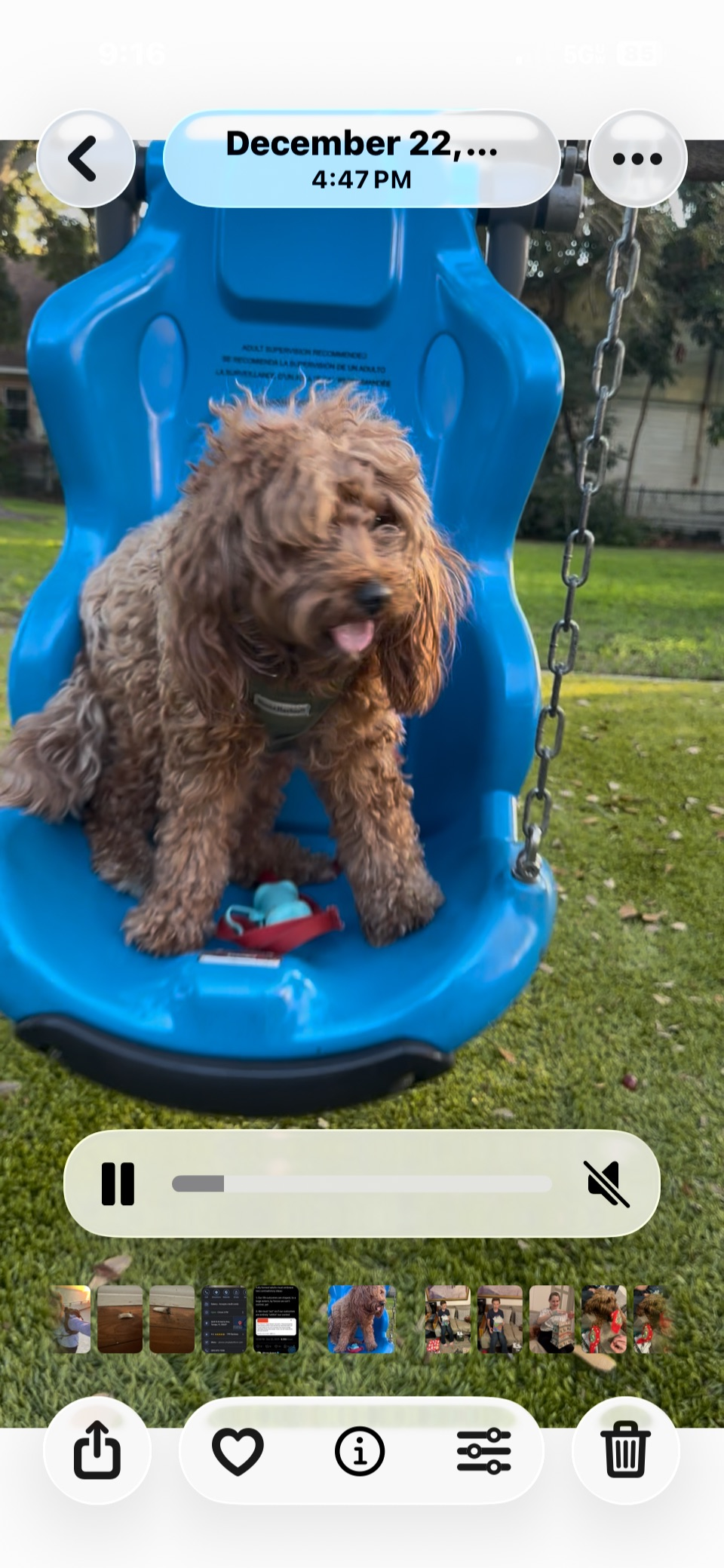 Lost Dog: Mocha, Brown & White, Tampa