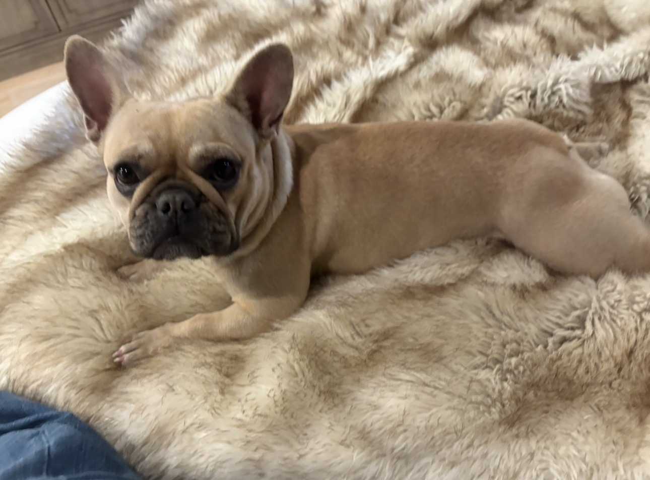 Lost Tan Dog on Trigg Rd - Help Find Her!