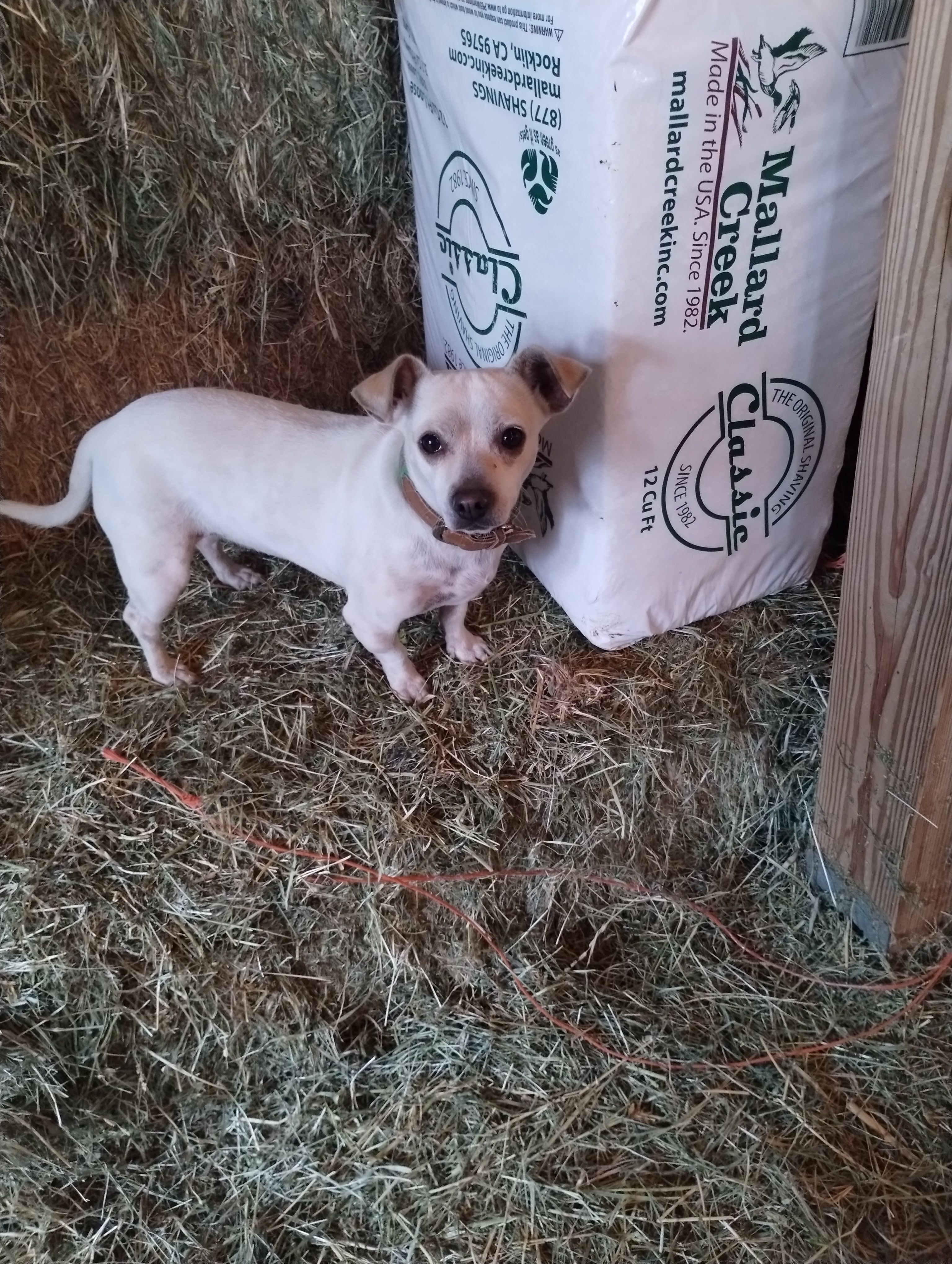Lost White Dachshund on Gladys Ave