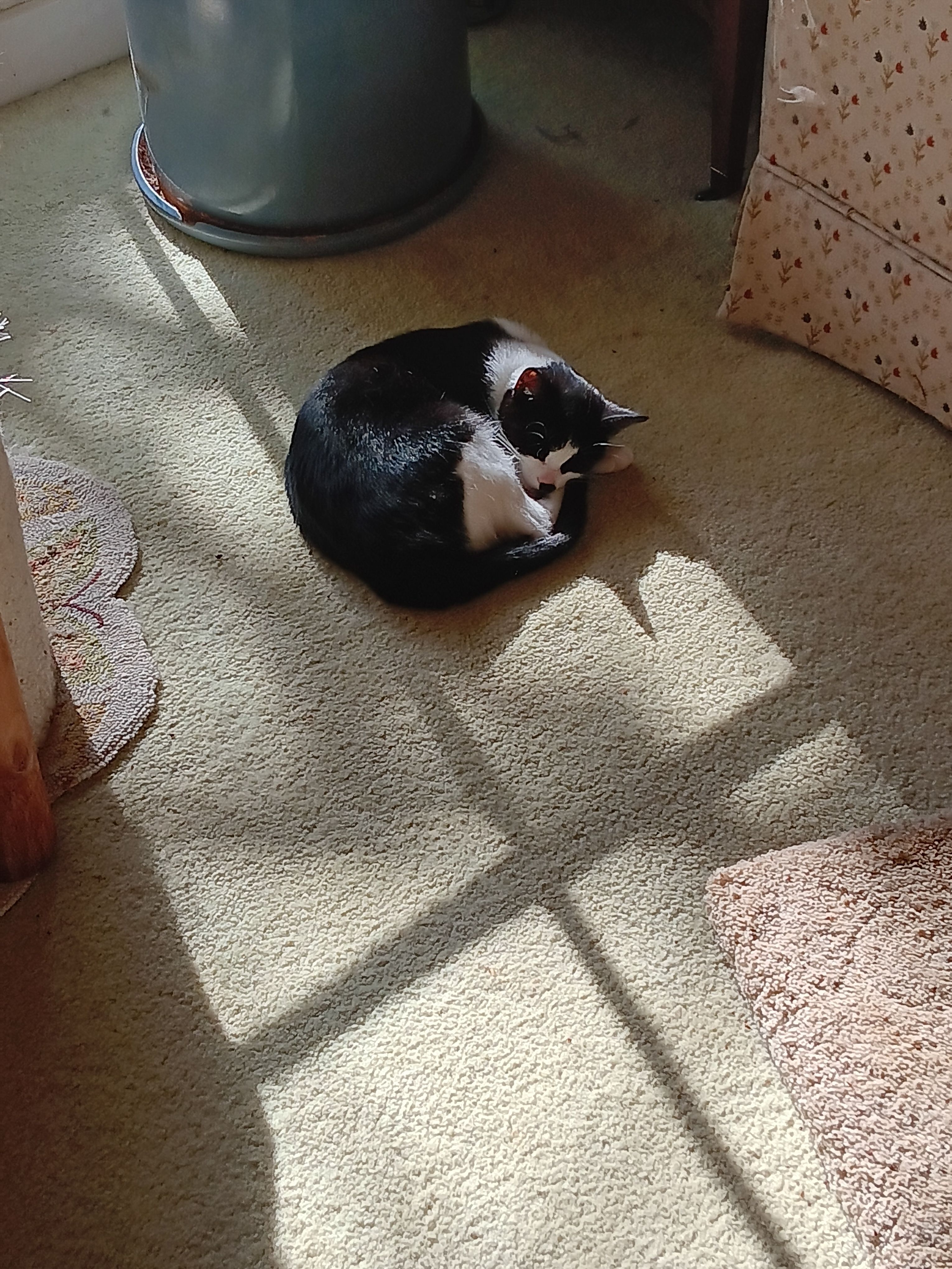 Missing cat, Michigan Center