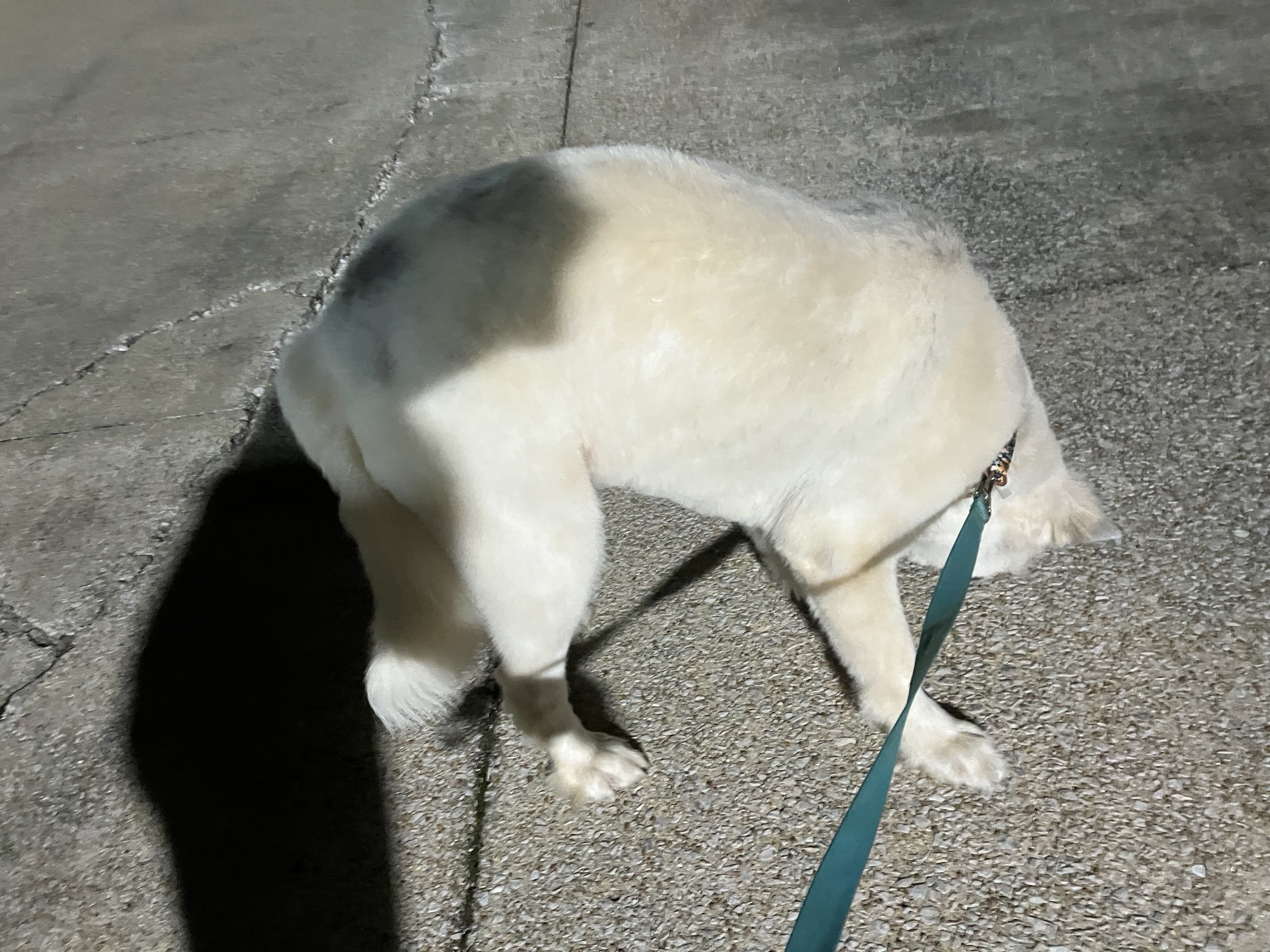 Missing dog, Pell City