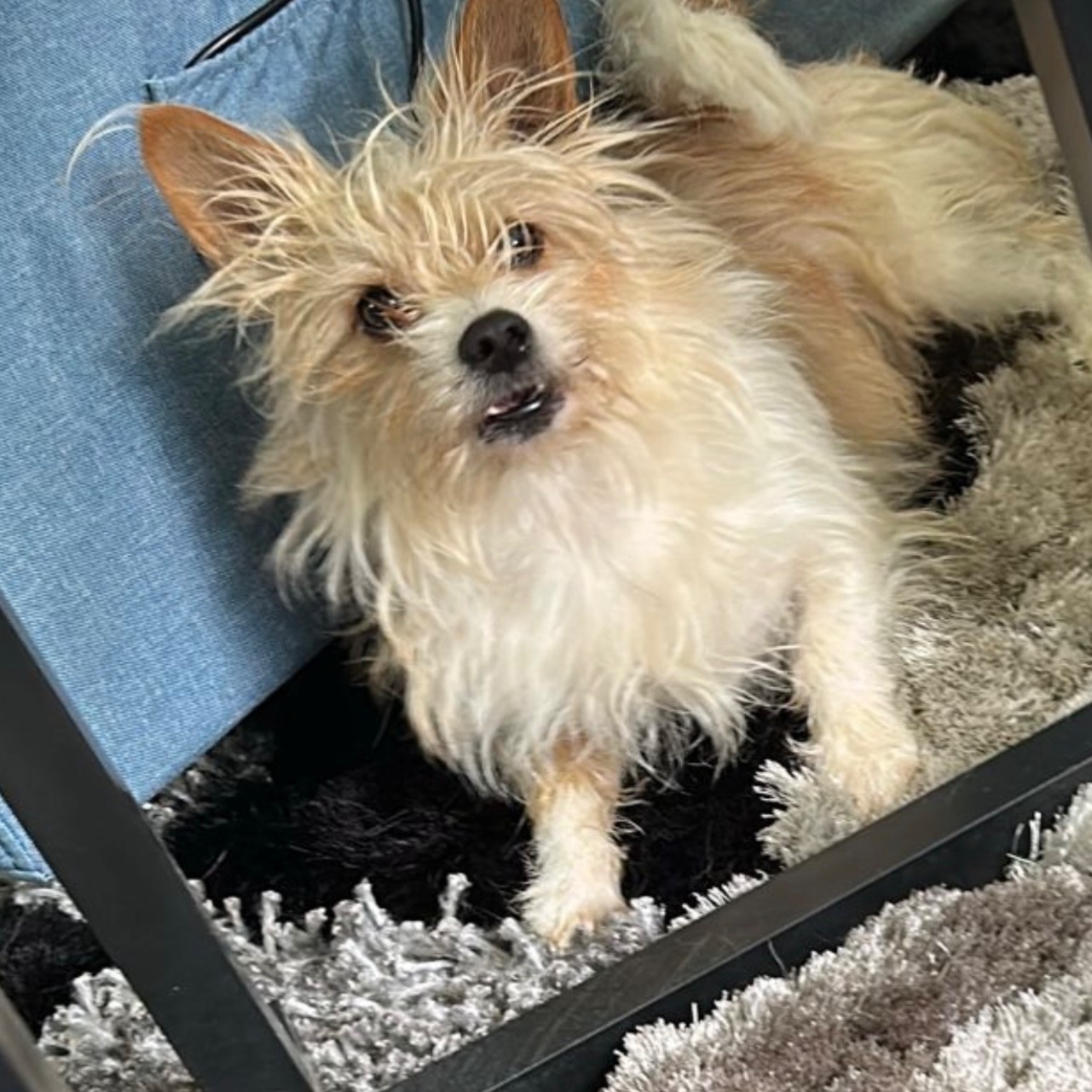 Lost Yellow Yorkie on Rookwood Ave