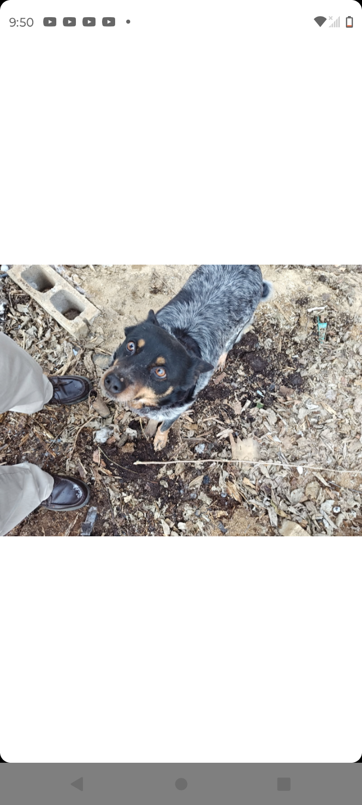 Lost Dog: Chubby, Orange-Eyed on Wunder St