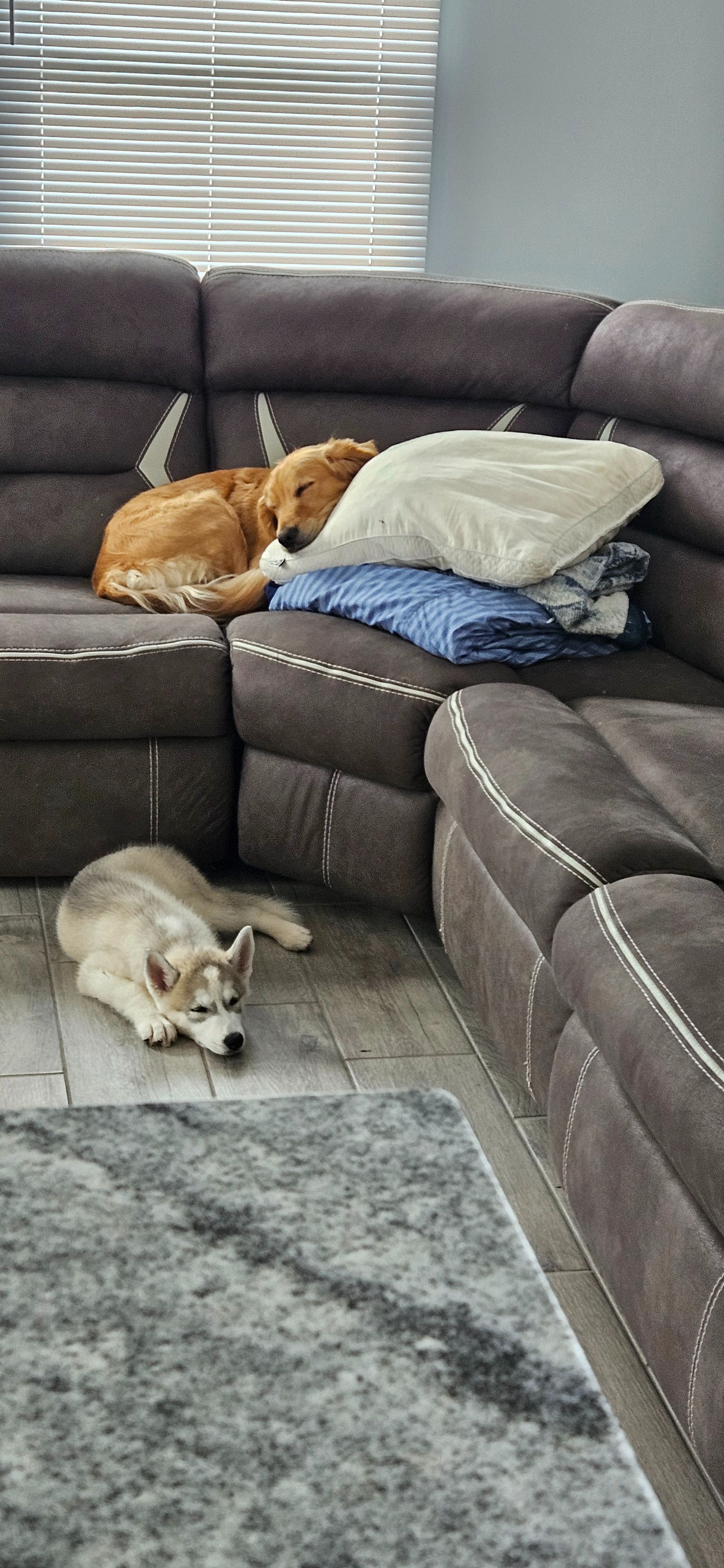 Lost Husky Mika: Blue & Black Eyes