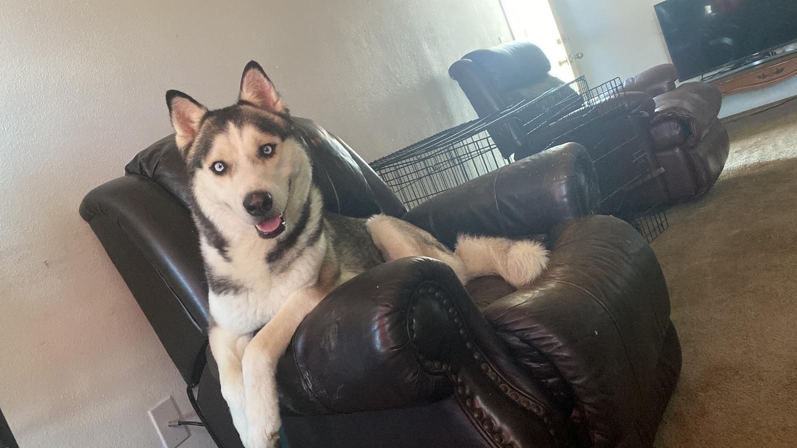 Lost Husky with Blue Eyes on Magnolia St