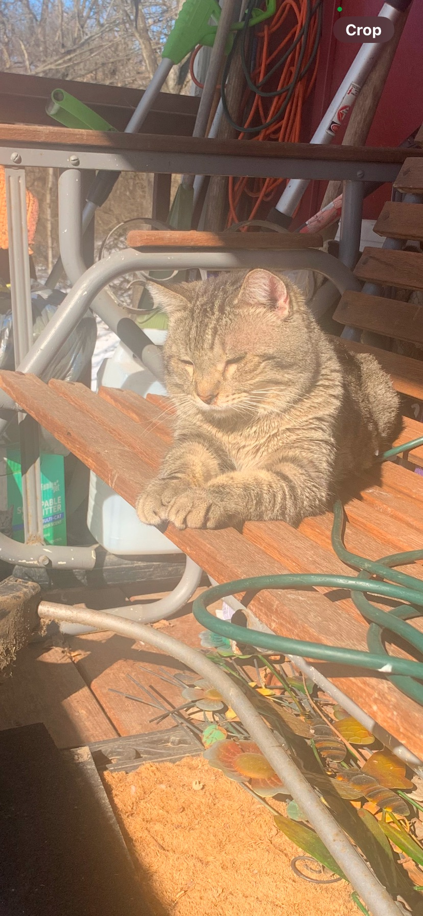 Missing Cat: Scarred Ear, Alby St, Alton