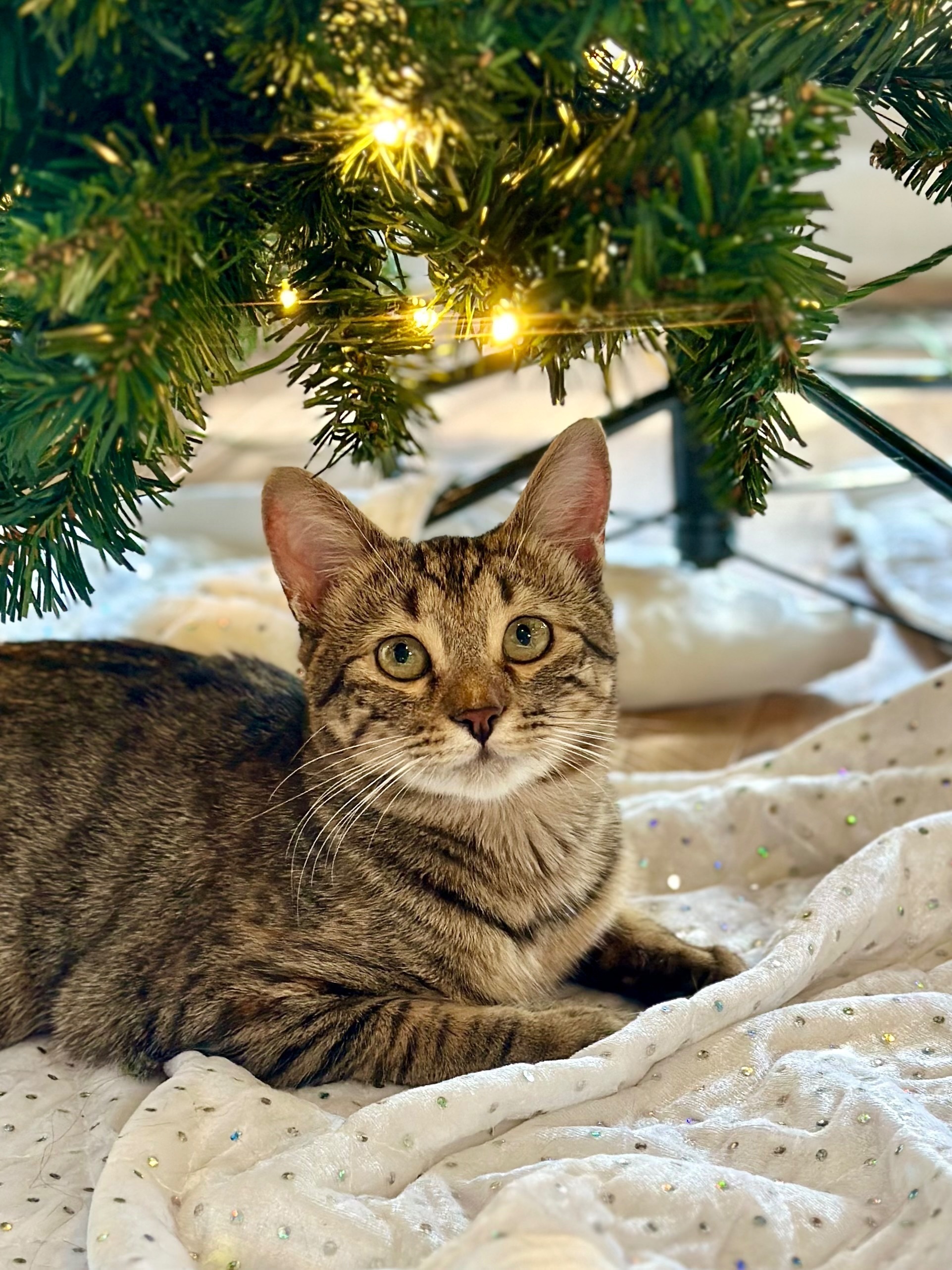 Missing cat, Hoschton