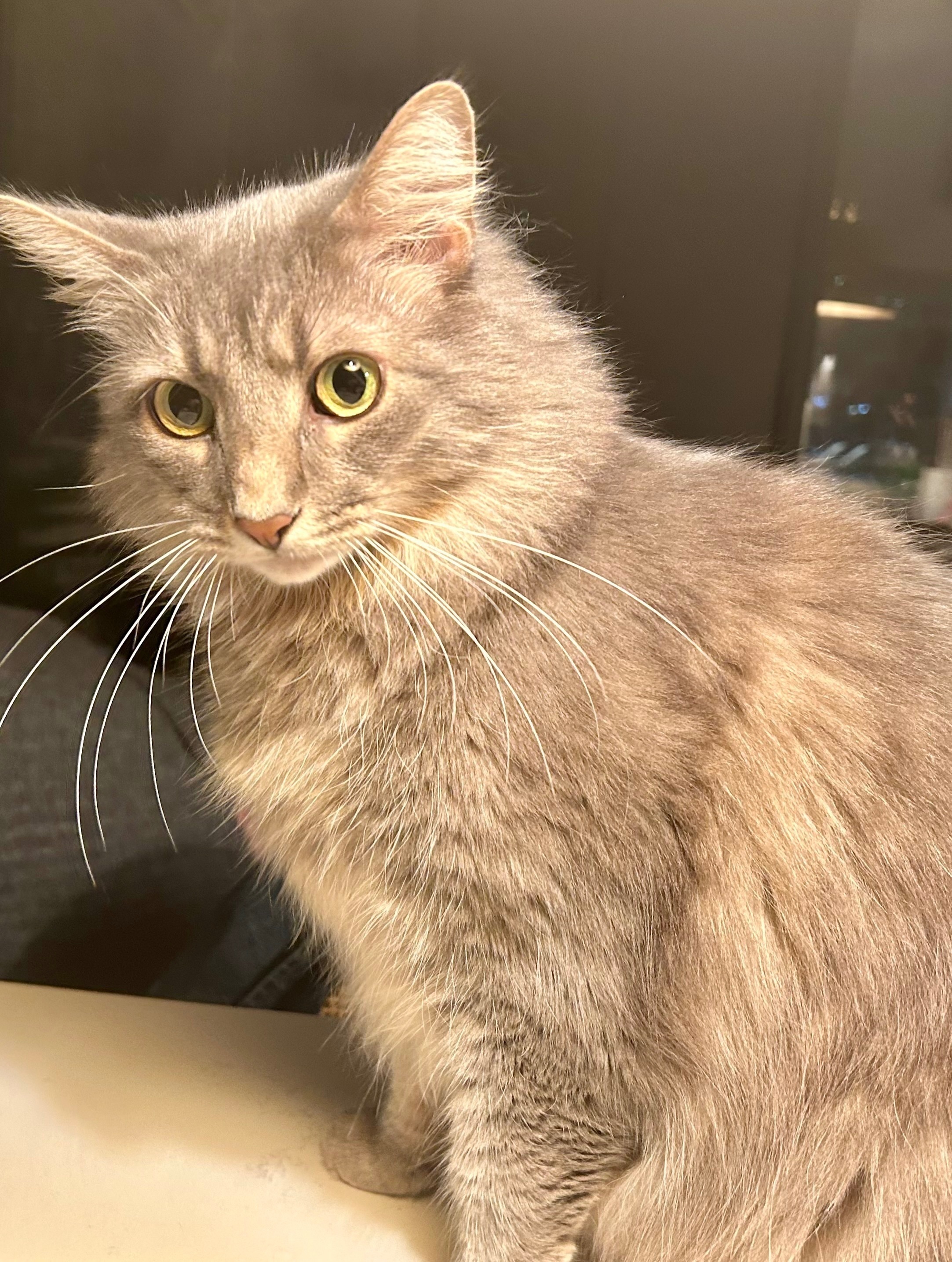 Missing: Large Gray Cat in Baltimore