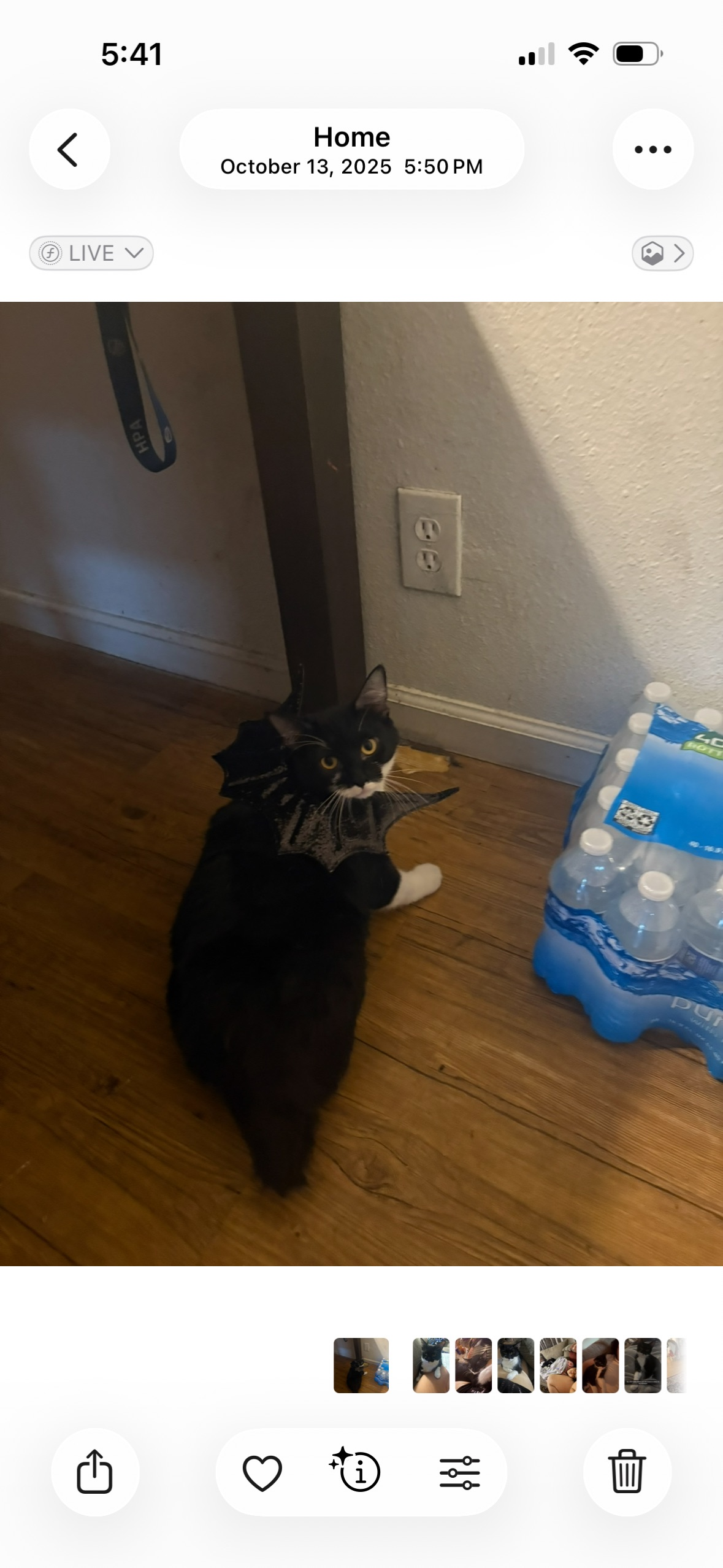 Lost Cat: Nova - Chunky, White & Black