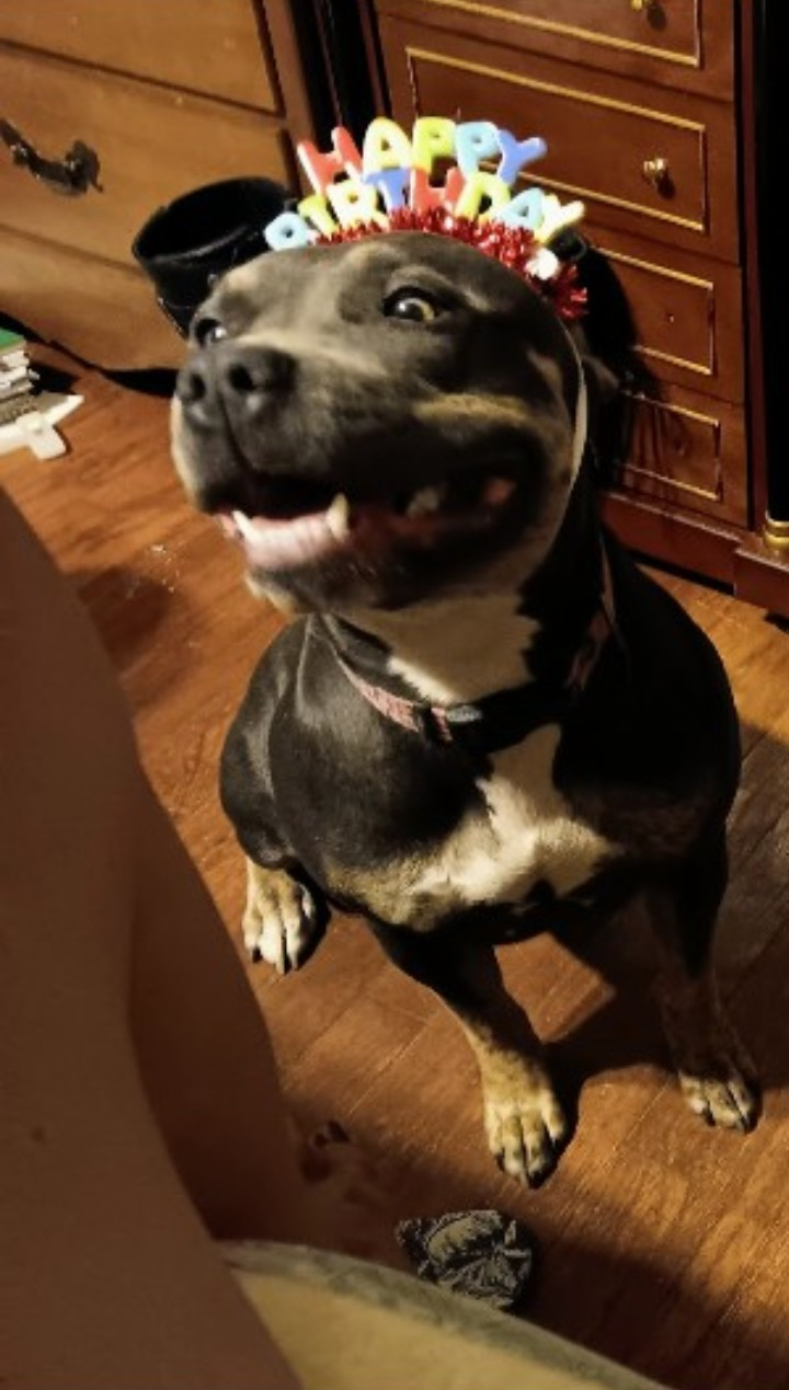Lost Dog Alert: Blu Pitt in Duncan Area