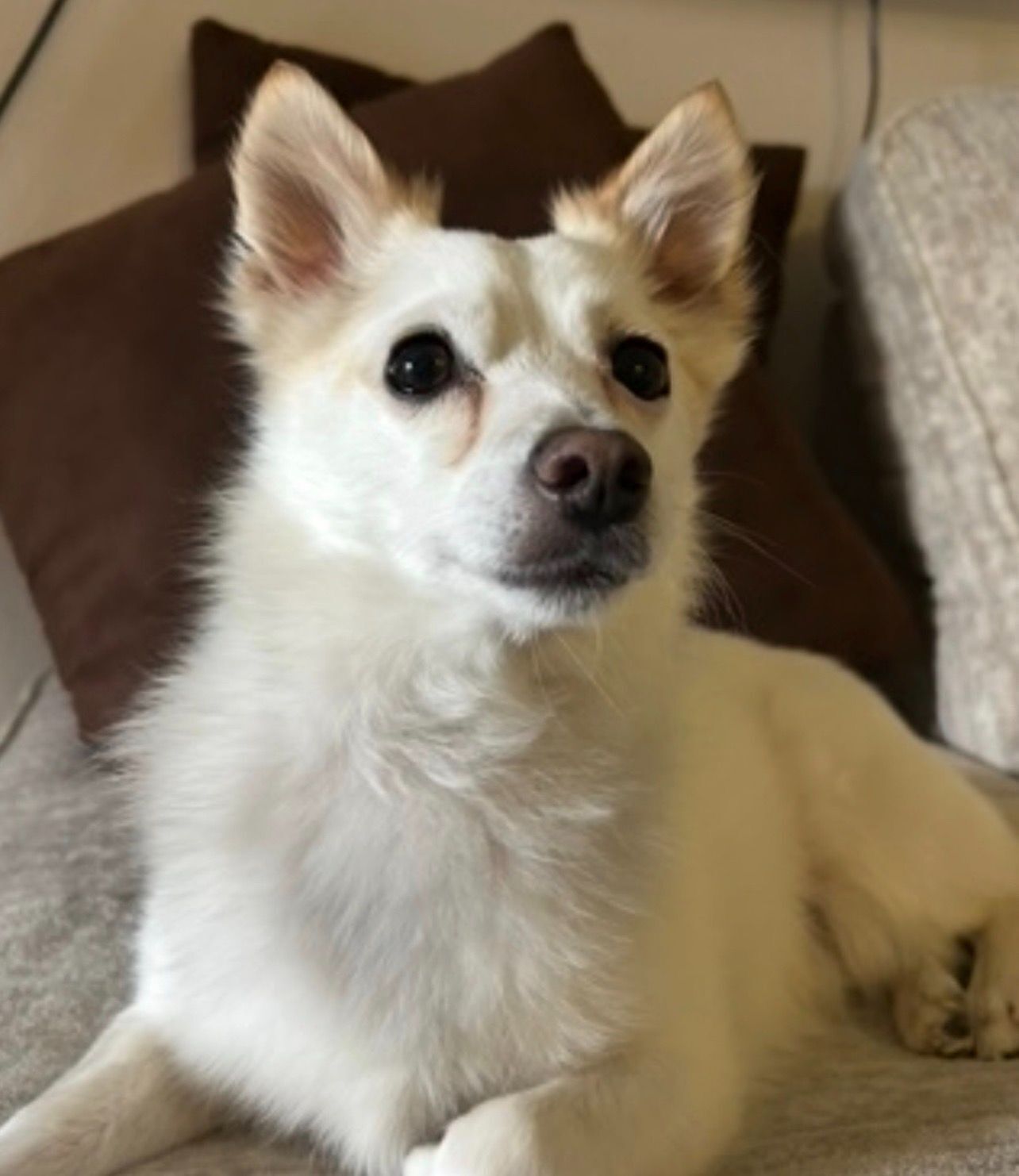 Help Find Polo: White Chihuahua Mix Lost