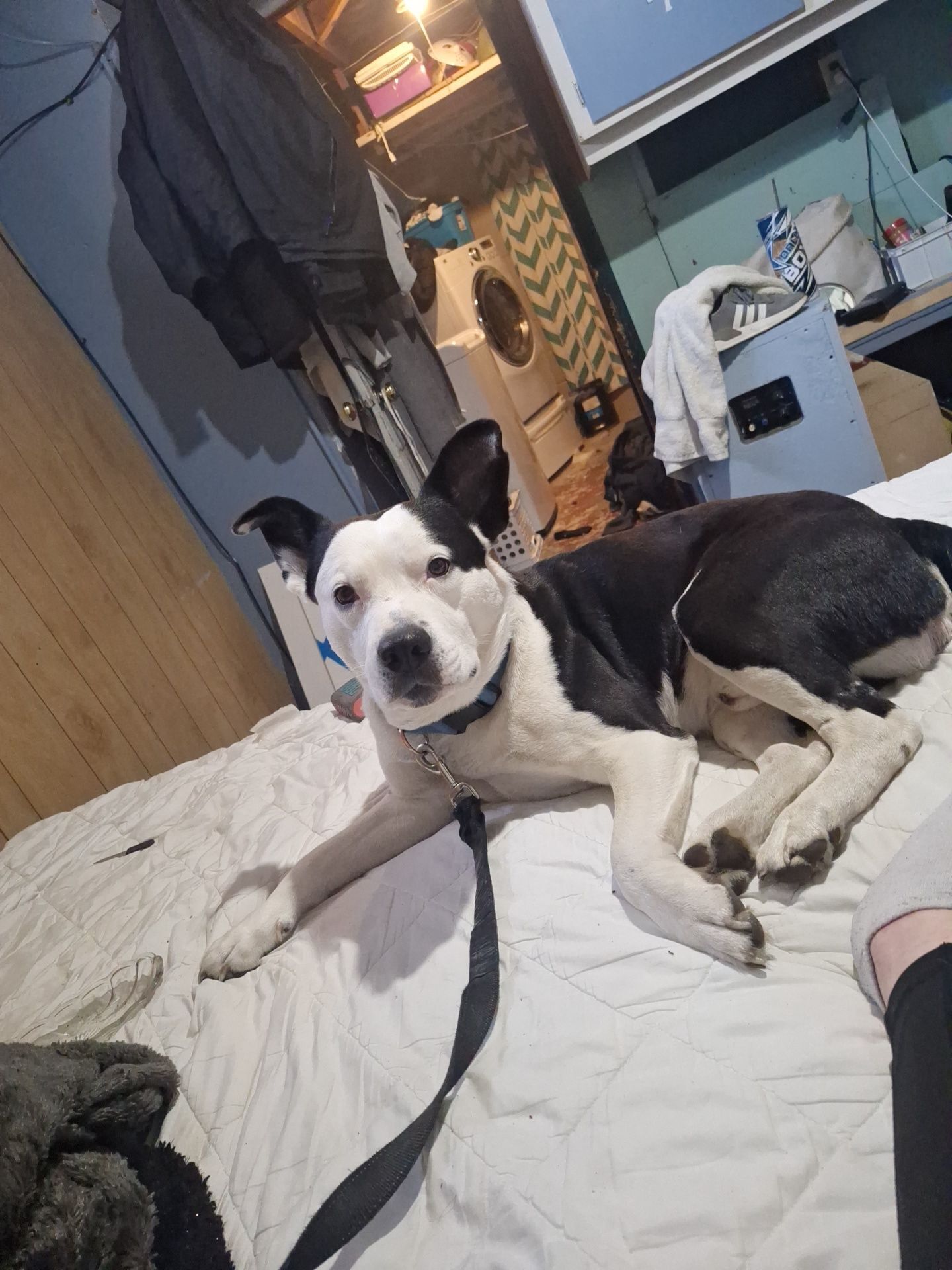 Lost Dog Alert: Wagner Rd, Waterloo