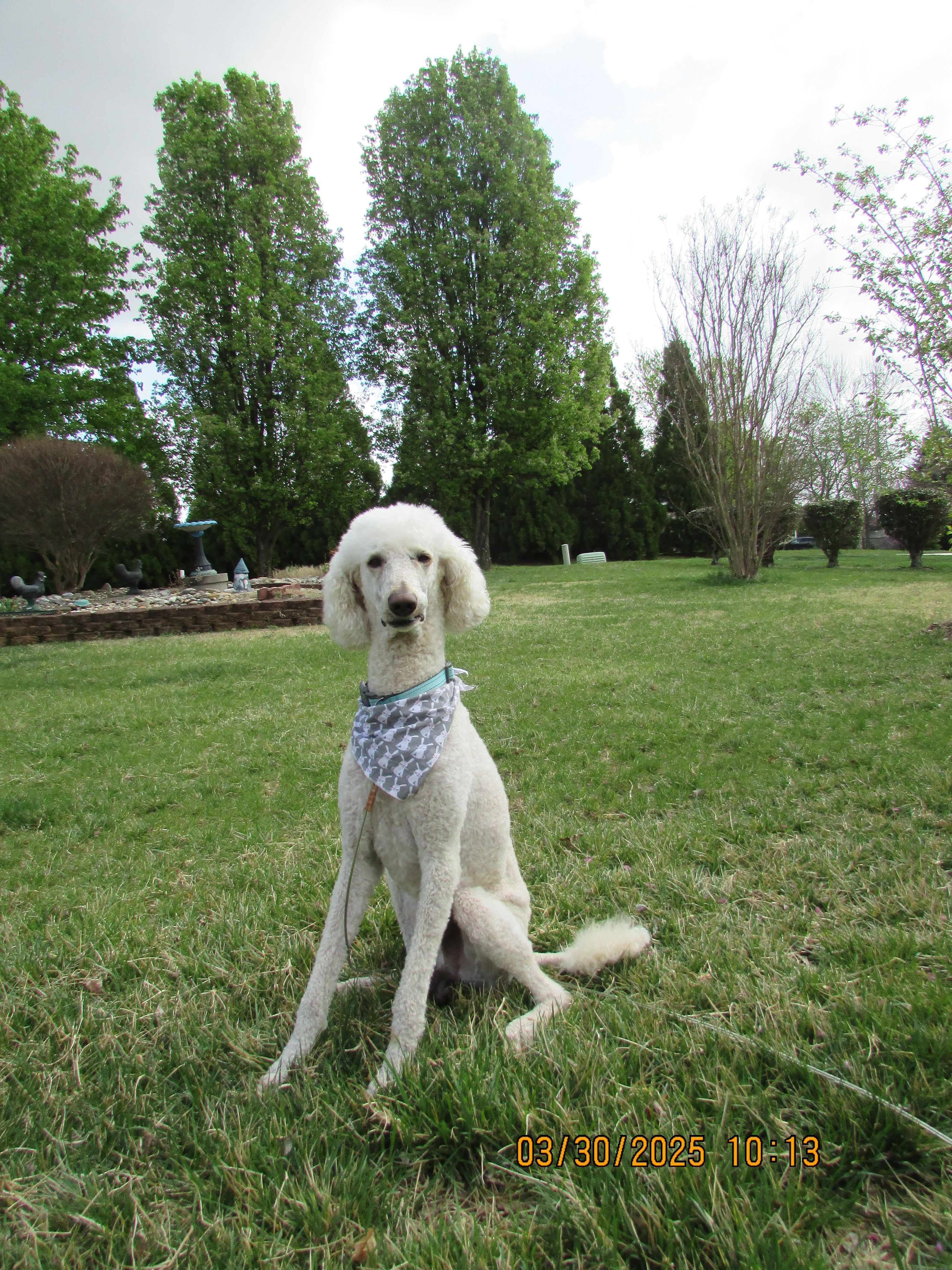 Lost Cream Poodle in Oak Ridge Area