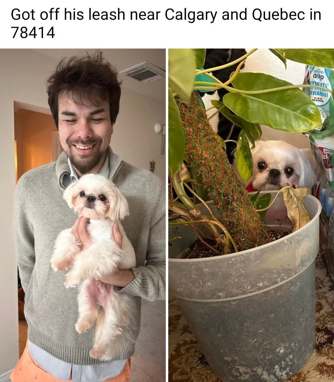 Lost: 6lb White Male Dog, Corpus Christi