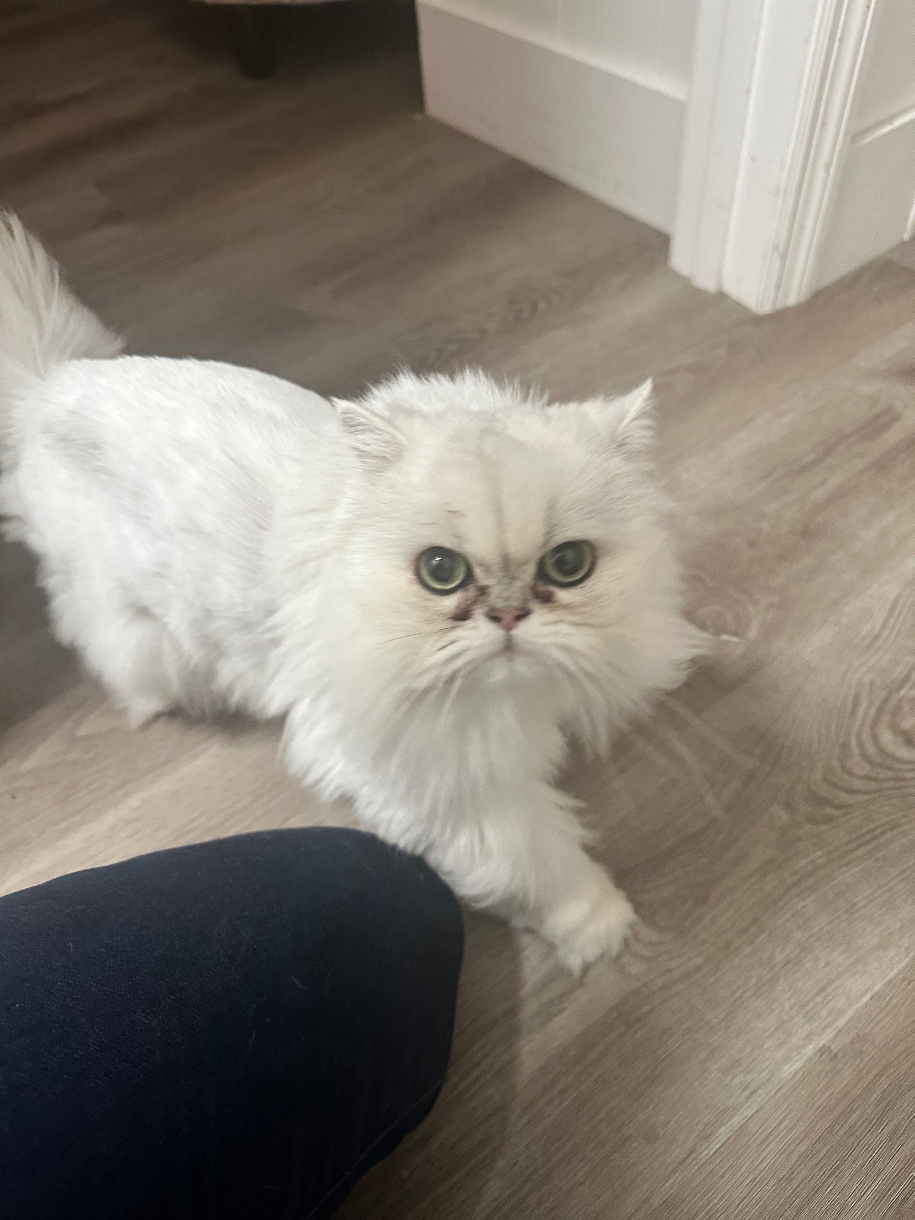 Lost Persian Cat: Fluffy, Green-Eyed Beauty