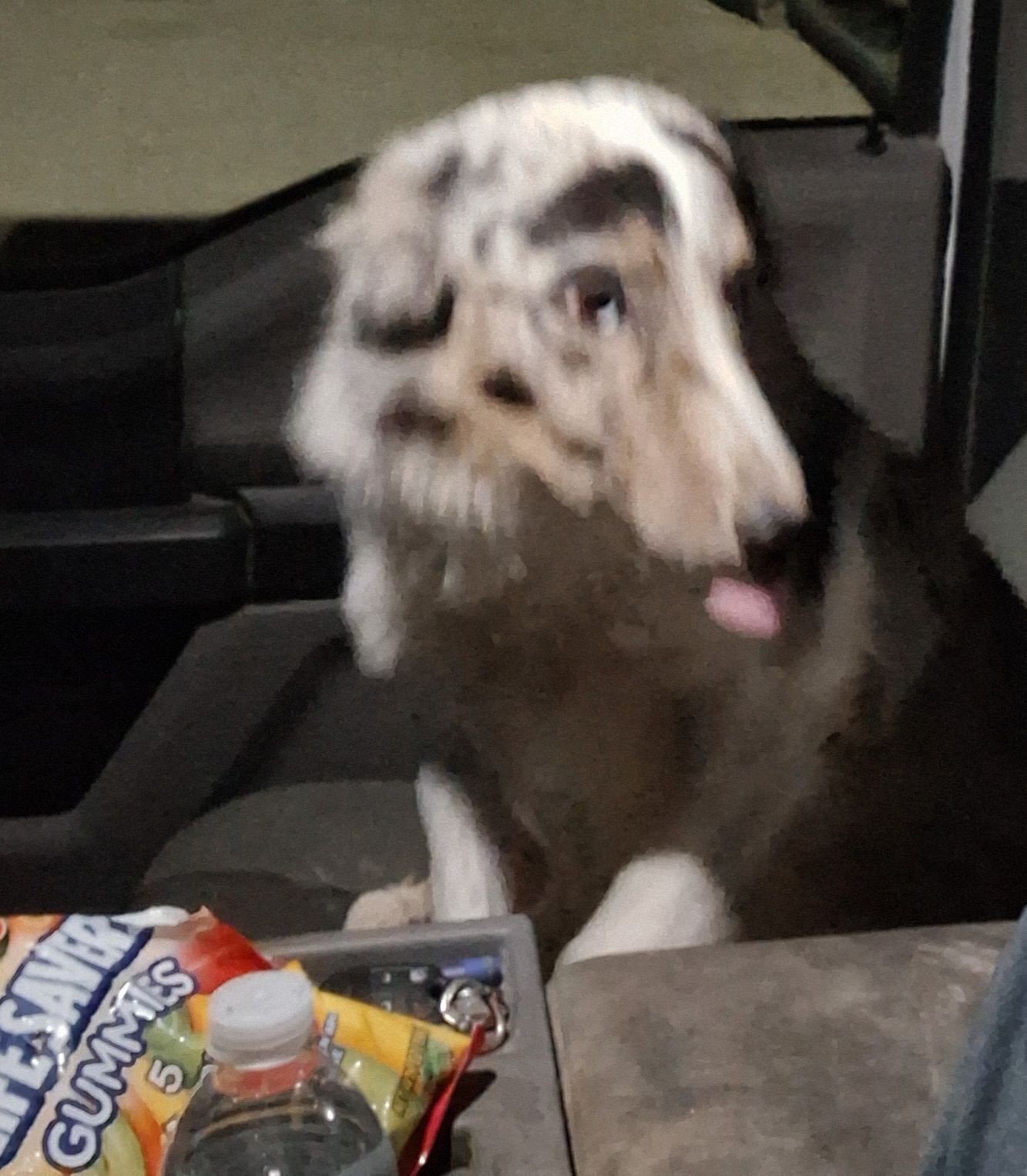 Found Dog: Black, Gray & Blue-Eyed - photo