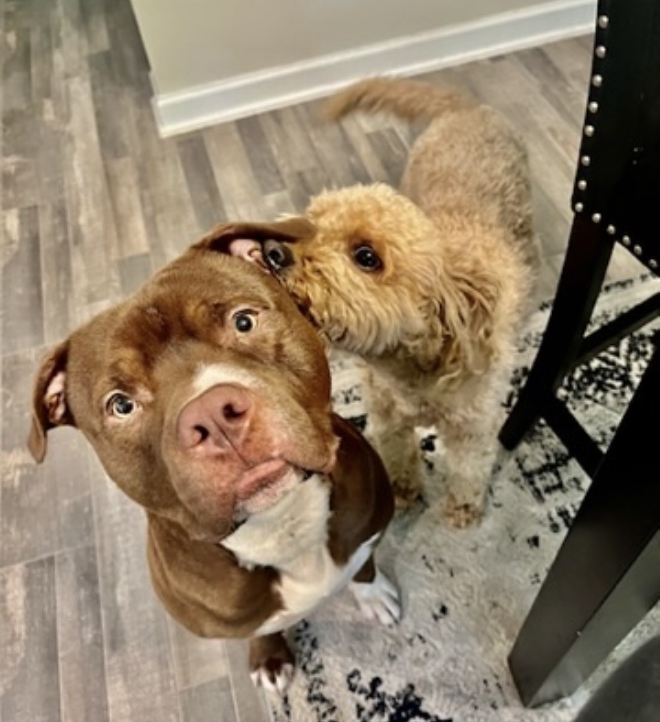 Lost Cockapoo & Pitbull in Coverview, GA