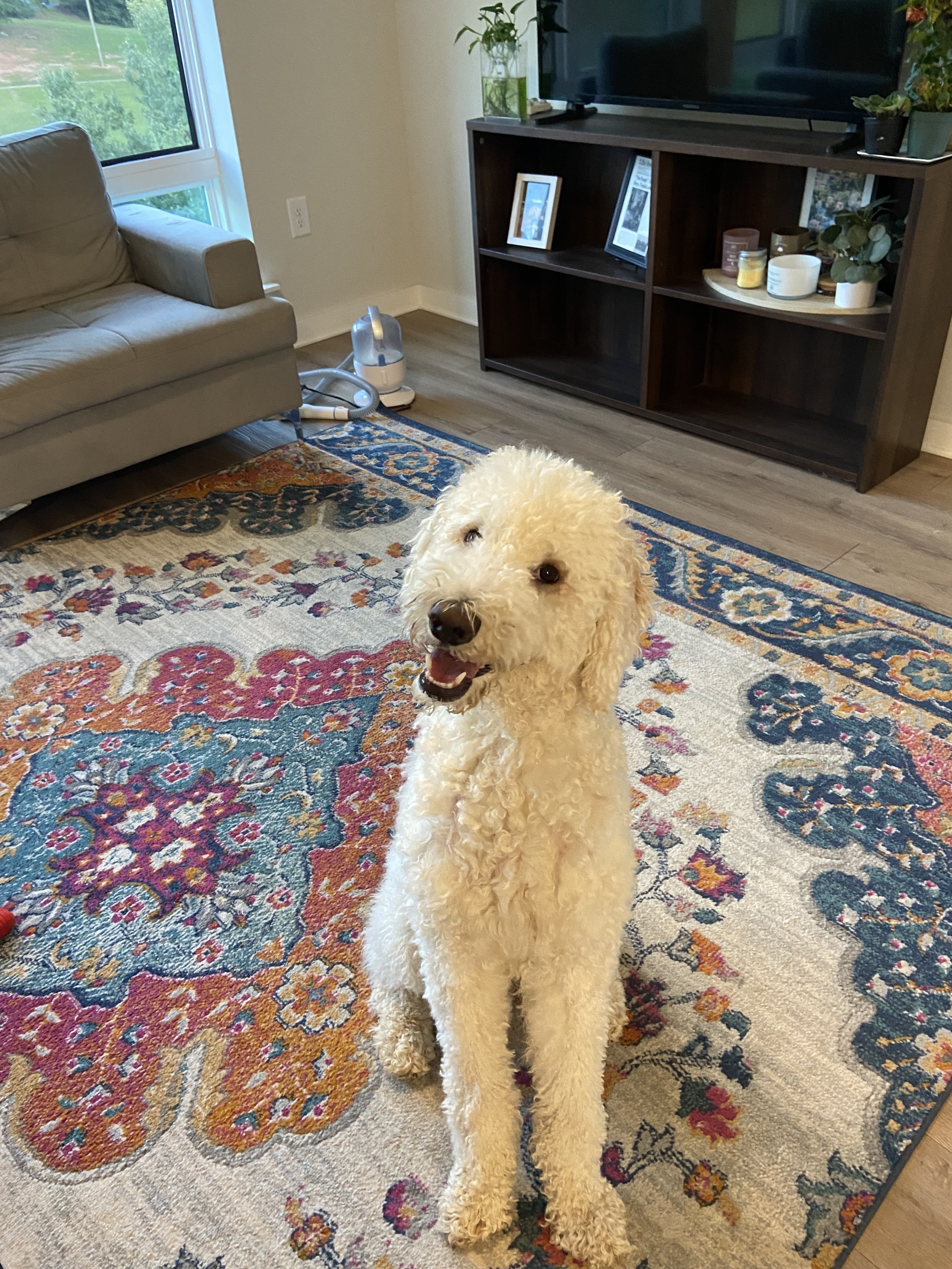 Lost Aussiedoodle: White/Cream, 48lbs