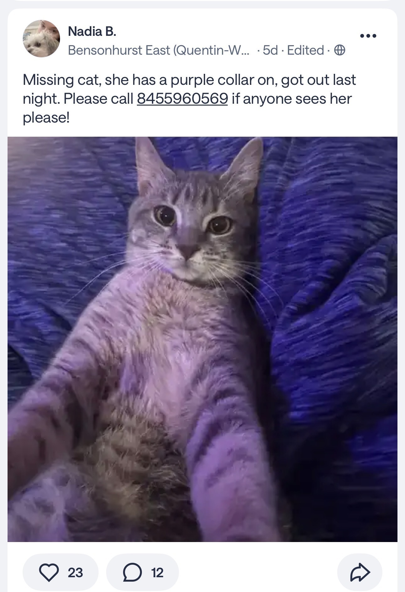 Lost Tabby with Purple Collar on W 2nd
