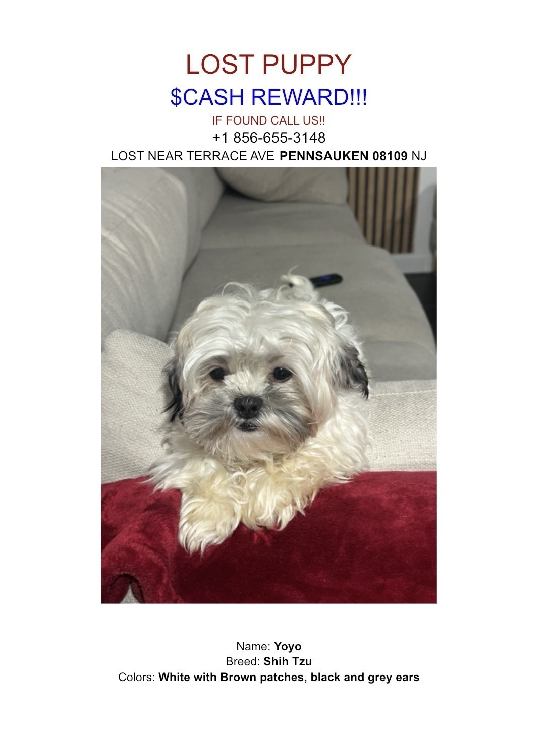 Lost Dog: White Fluffy with Black Ears