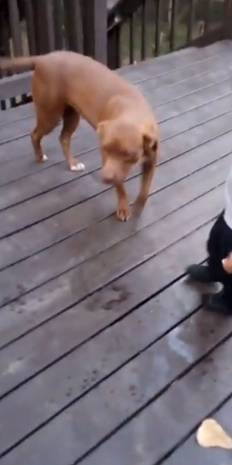 Lost: Red & Blue Nose Pitbulls in Conyers