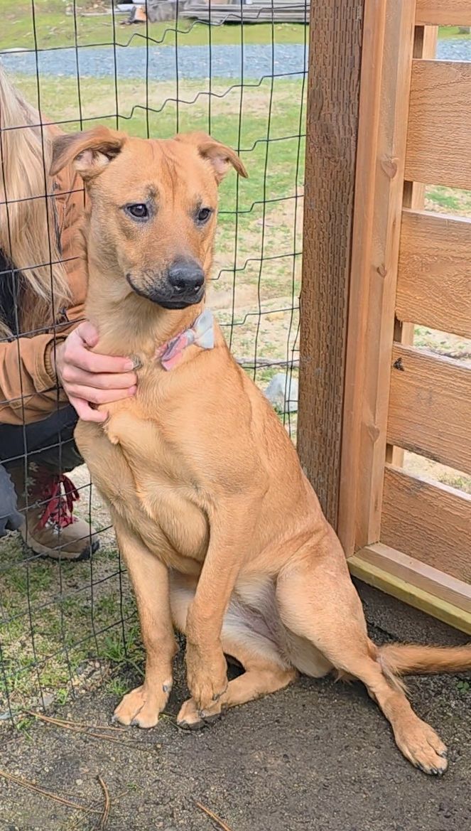 Missing 8mo Dog: Bow Tie Collar, Oregon