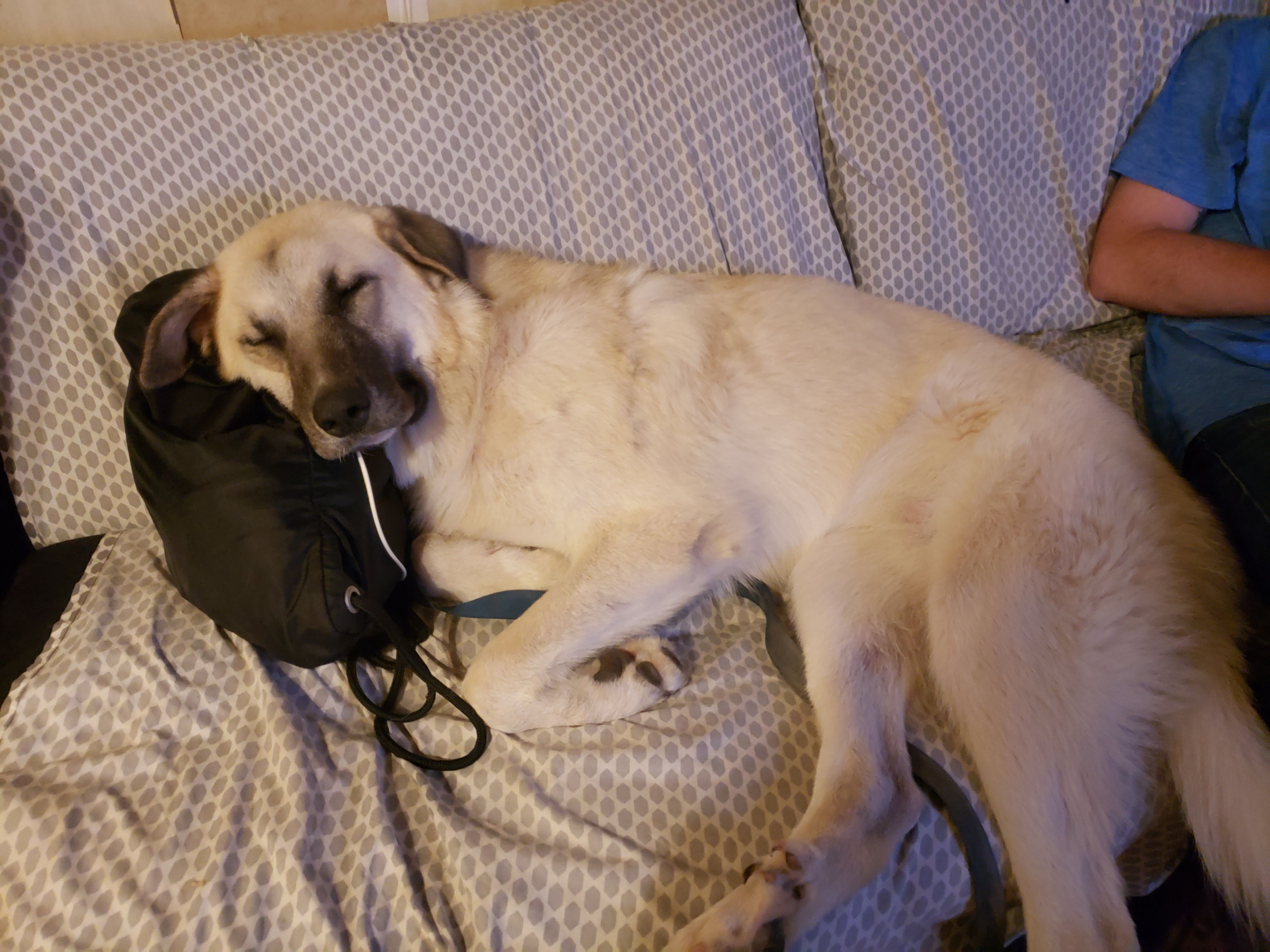 Lost Anatolian Shepherd in Sulligent, AL