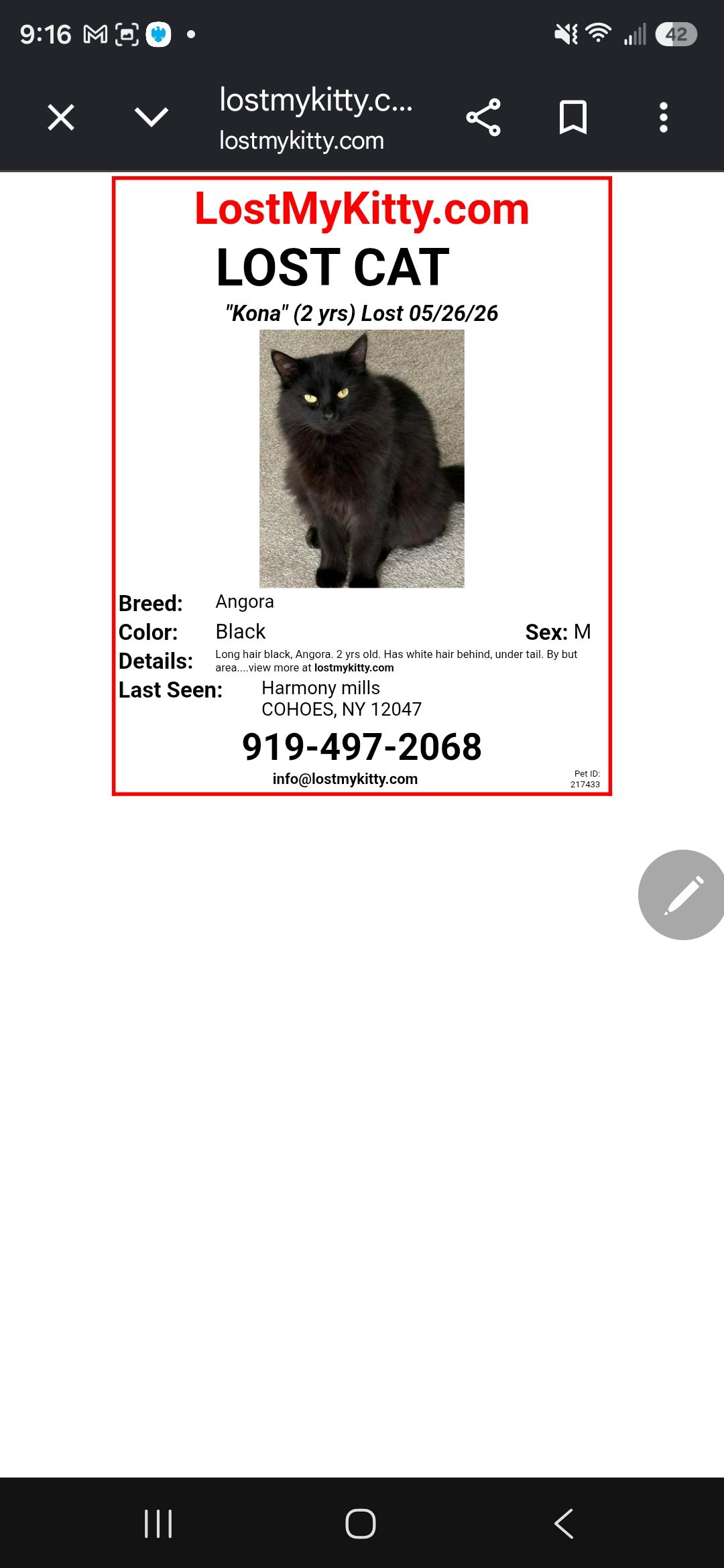 Missing cat Female, Manhattan (usl548965) - photo
