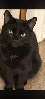 Missing cat Male, Akron (usl548978) - photo